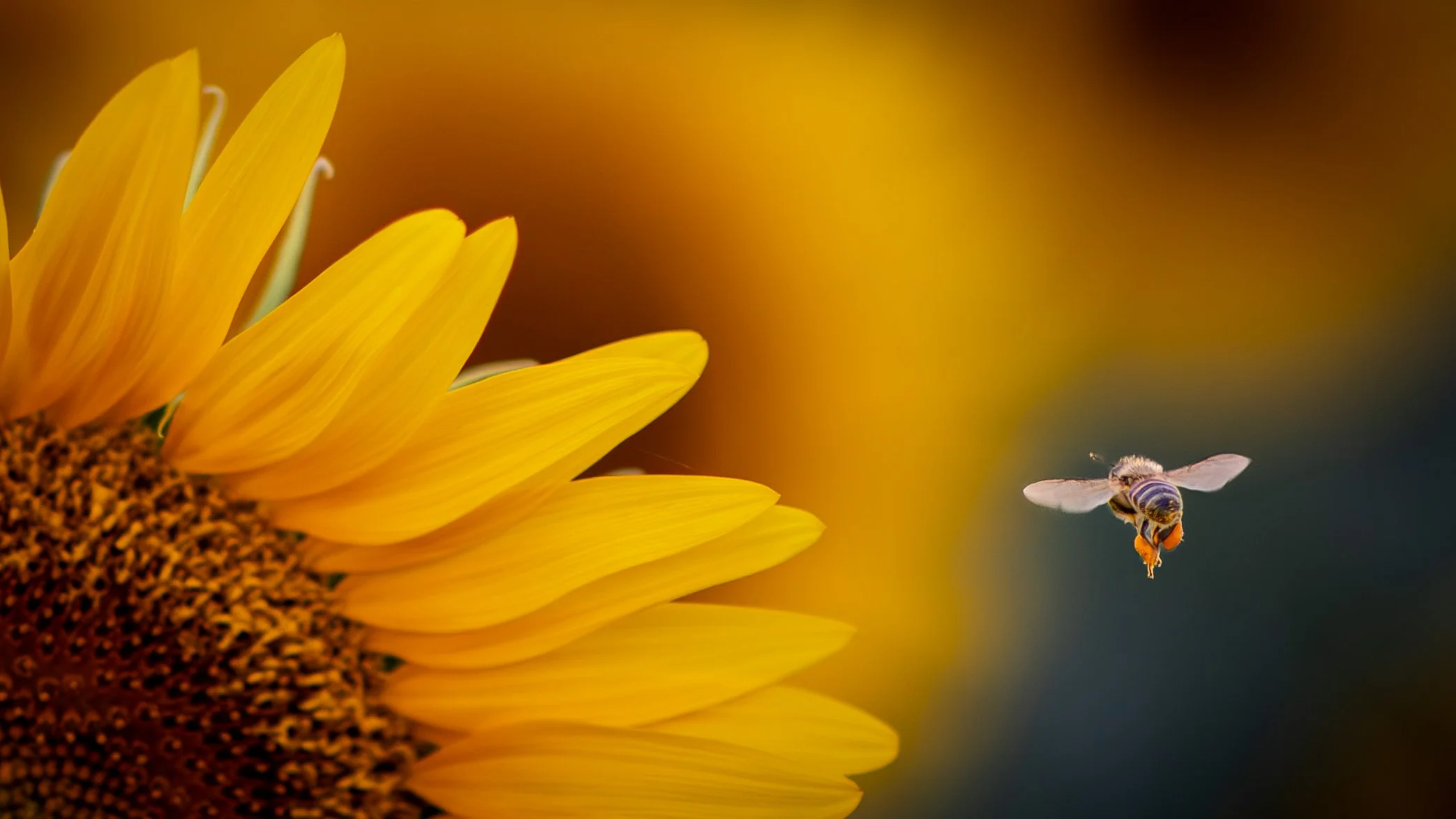 Honey bee carrying pollen hovers beside a sunflower in Oklahoma, highlighting pollinators, native wildlife, summer blooms, and macro nature photography.