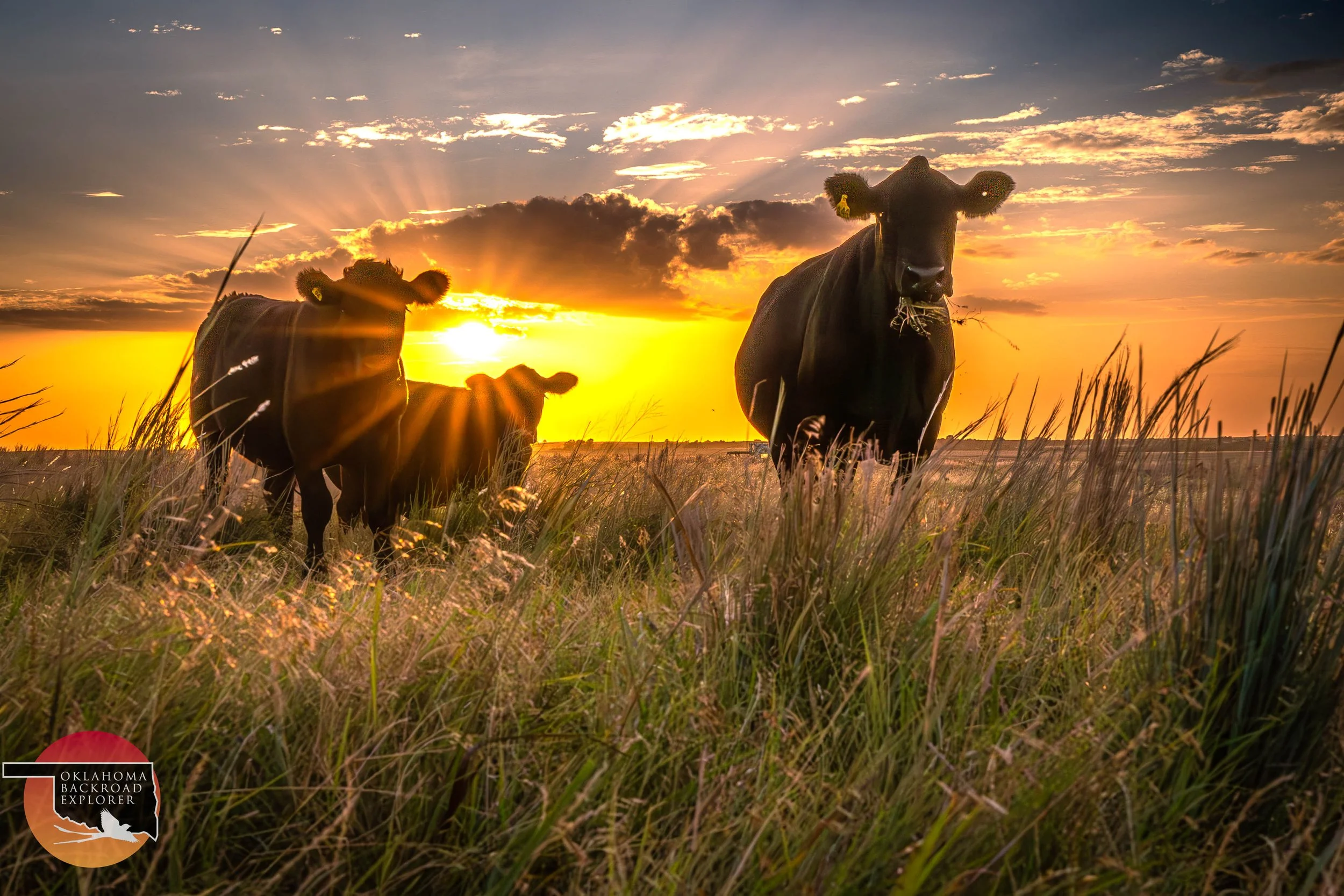 4x6 Miller cattle.jpg