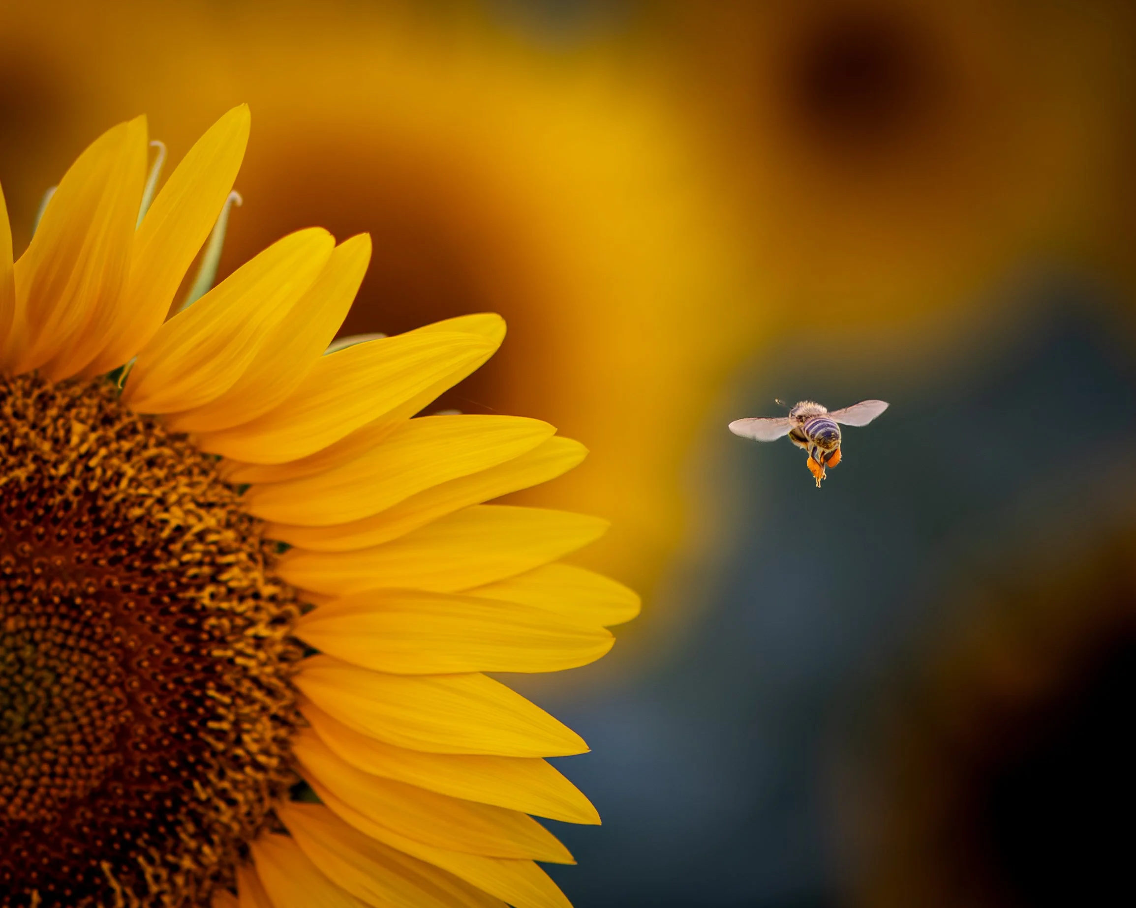 Sunflower Bee-2.jpg