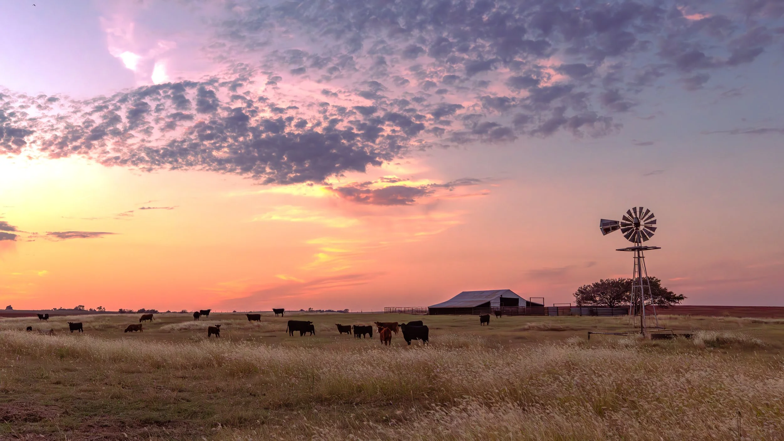 Historic Oklahoma windmill overlooking grazing cattle at sunset with prairie grass, rural ranch landscape, and colorful evening sky in western Oklahoma.
