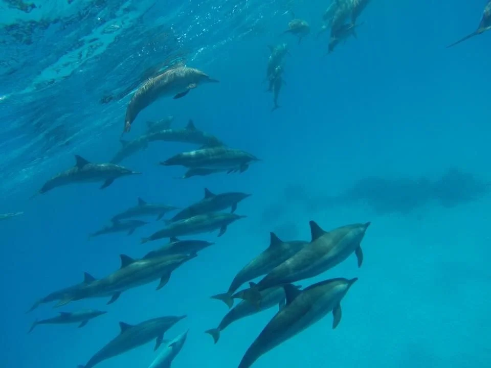Nager avec les dauphins libres et sauvages 