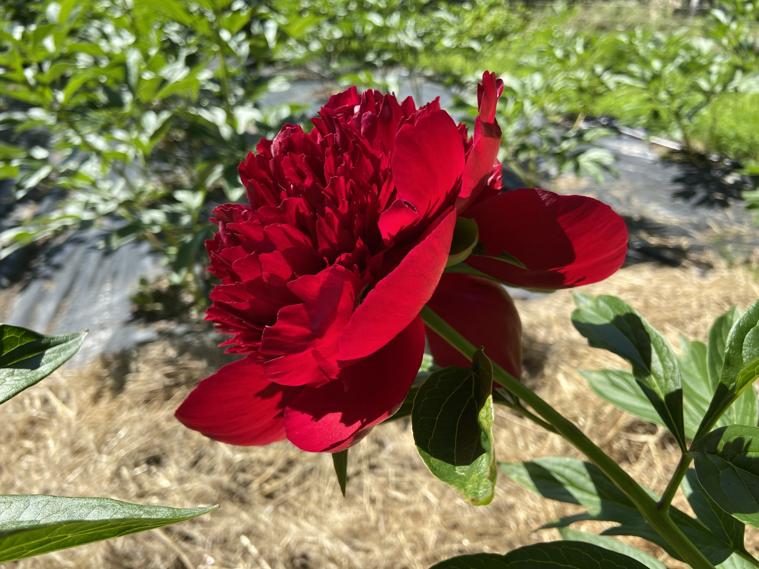 IMG_0318.jpeg