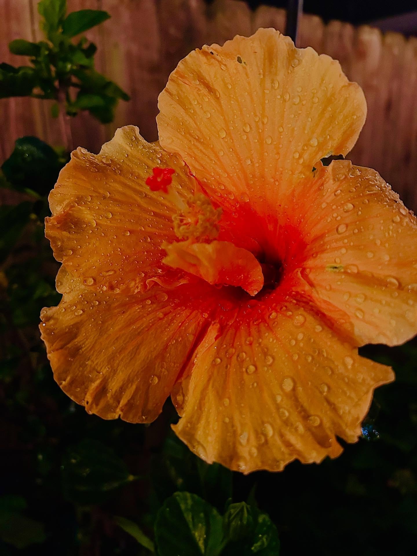 Nightblooms. I just made up a word.