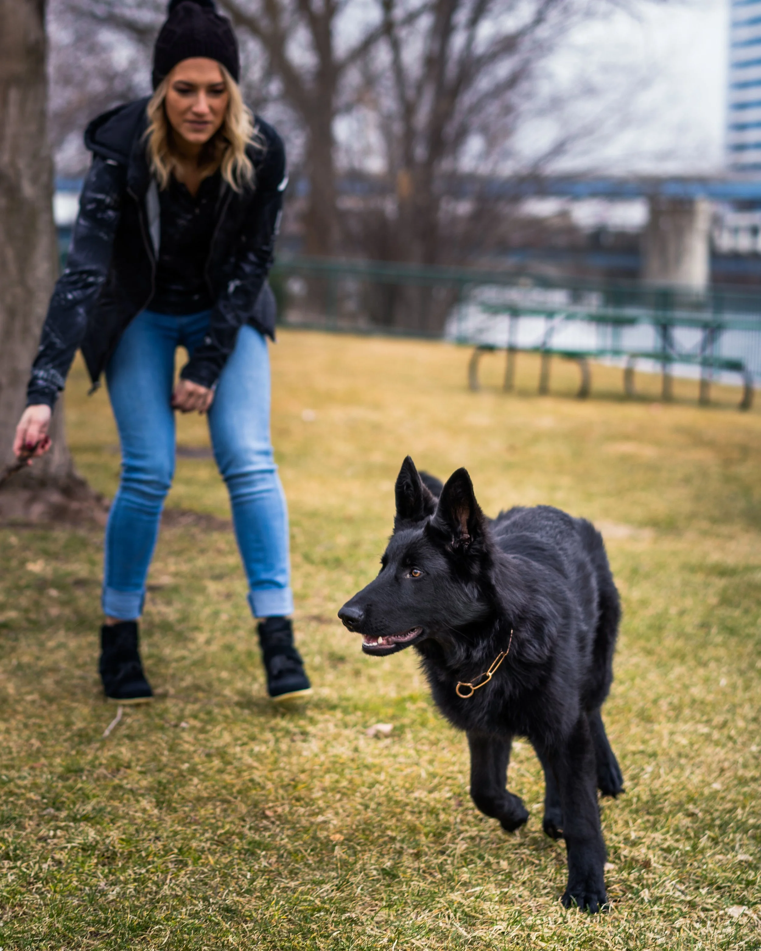 Proper Socialization for High Prey Drive Breeds