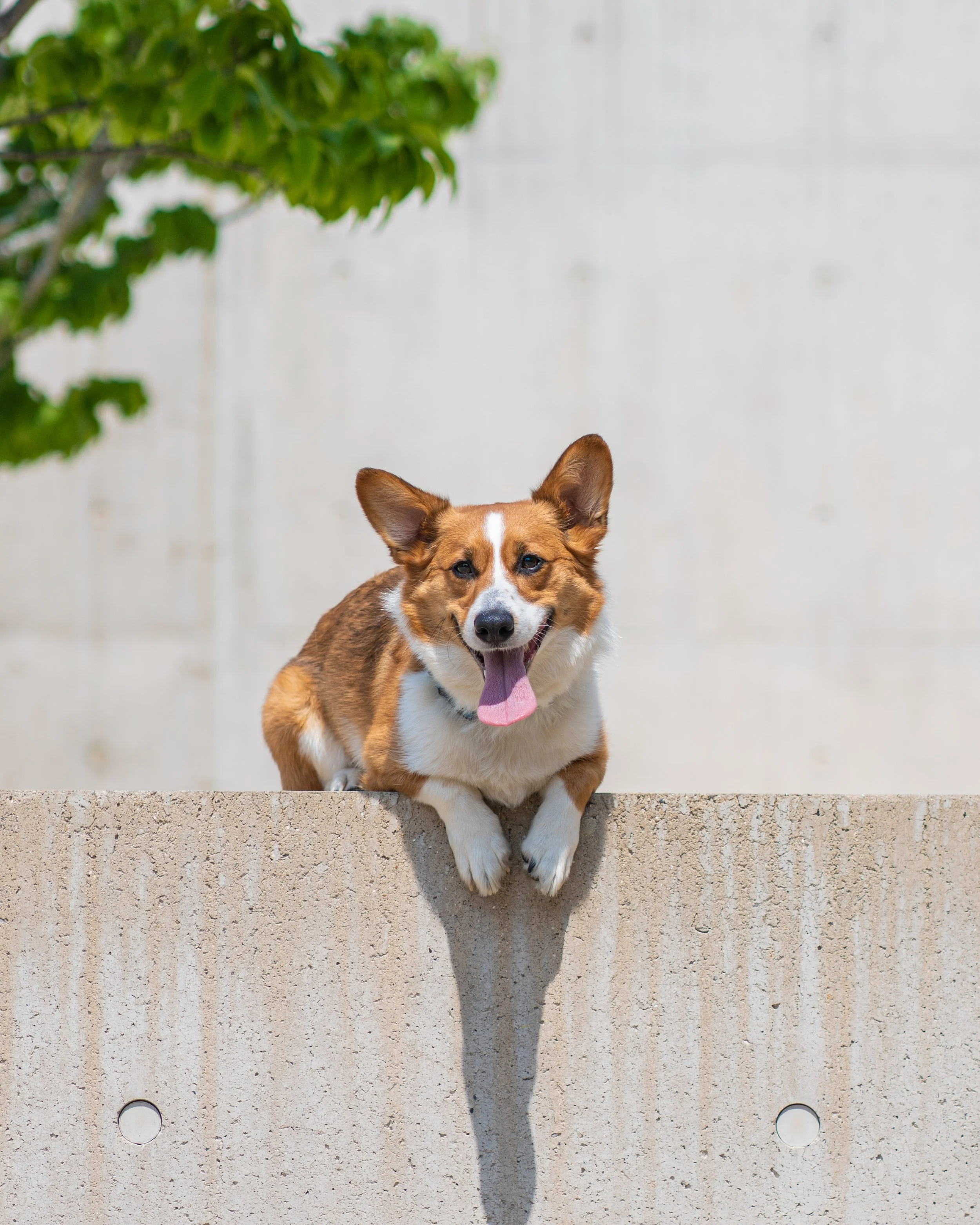 corgi
