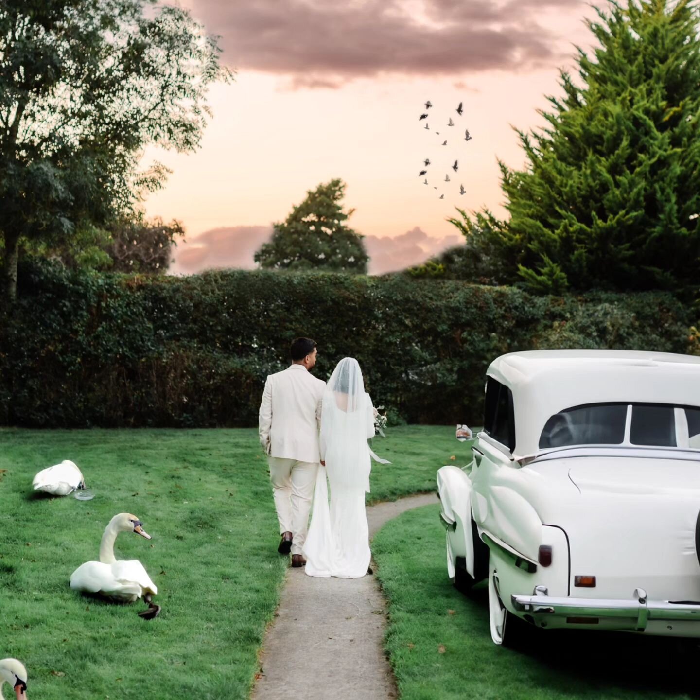 A beautiful sunset picture, Swans and a classic car. The perfect combination. 

Get in touch for bookings. 

.
.
.
.
.
.
.
.
.
#bride #wedding #weddingidea #weddinginspiration #weddings #weddingphotography #weddingportrait #weddingphotographer #portr