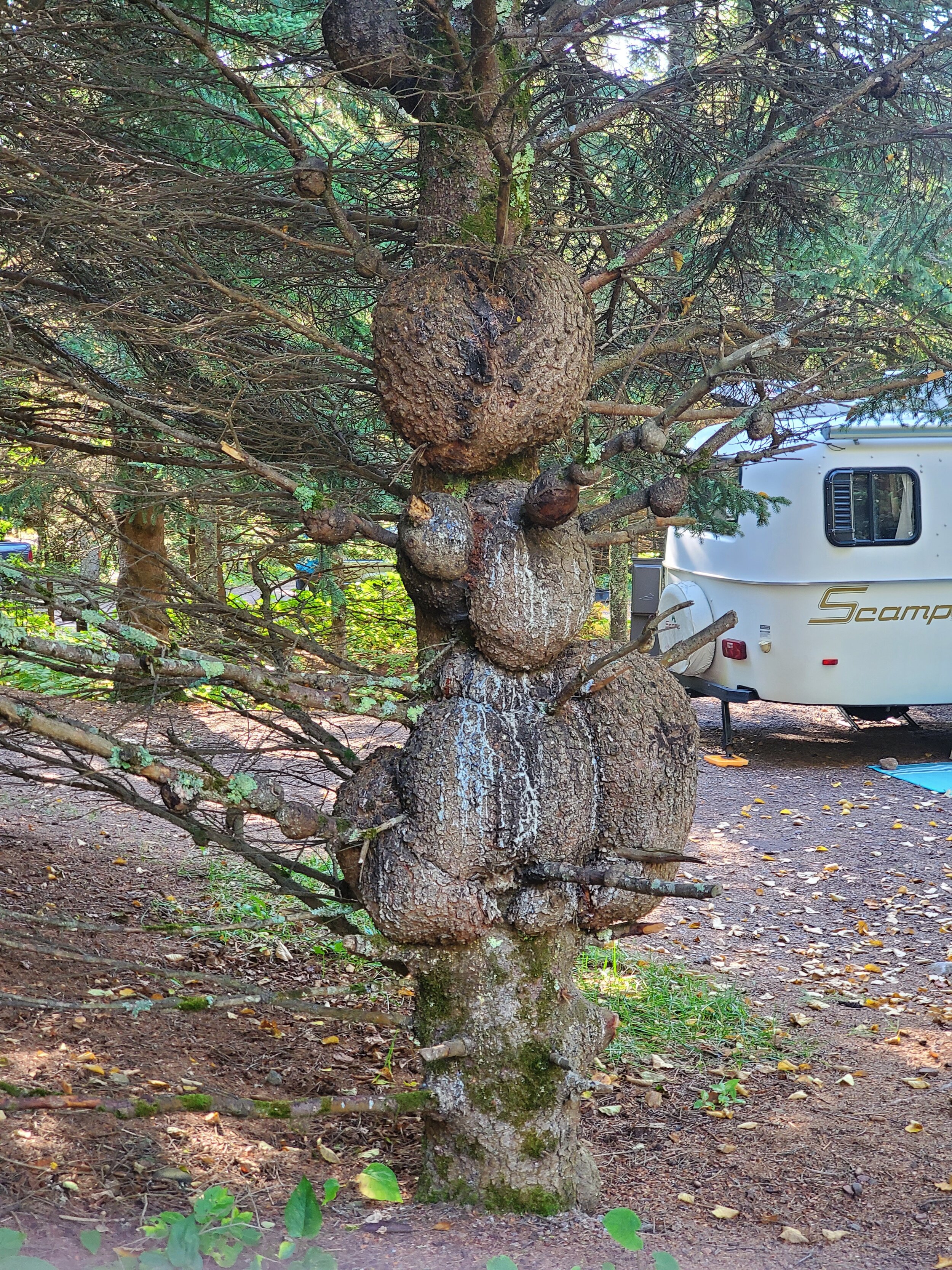 Wicked Tree with Burls at Cascade River State Park