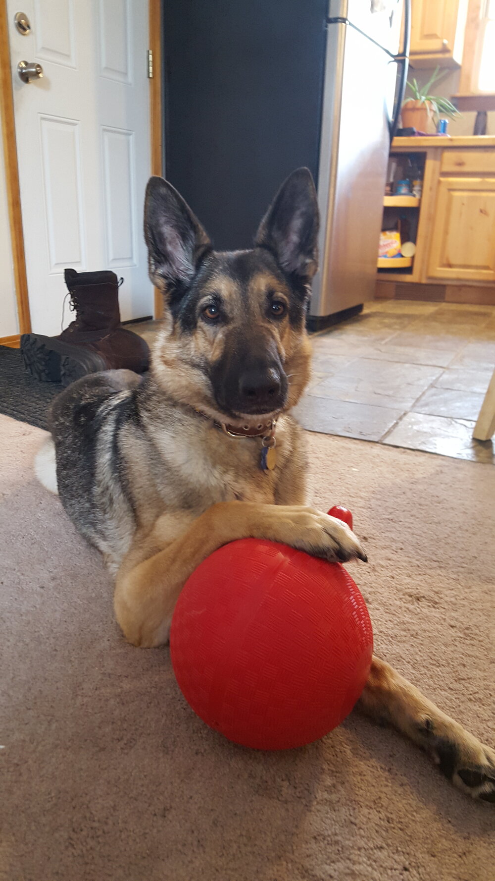 The shelter gave Tikka this big red ball, she loved it!