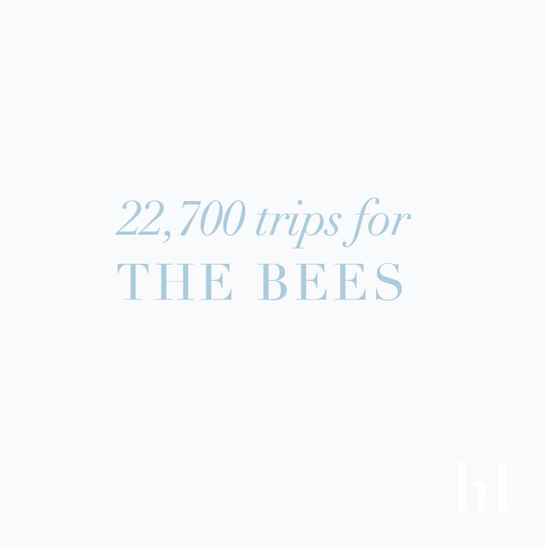 Did you know it is estimated that bees have to take around 22,700 trips to the Mānuka flower just to make one jar of Mānuka honey? That is a LOT of work for those busy little bees! This is just one of the reasons it is such a special honey and why we