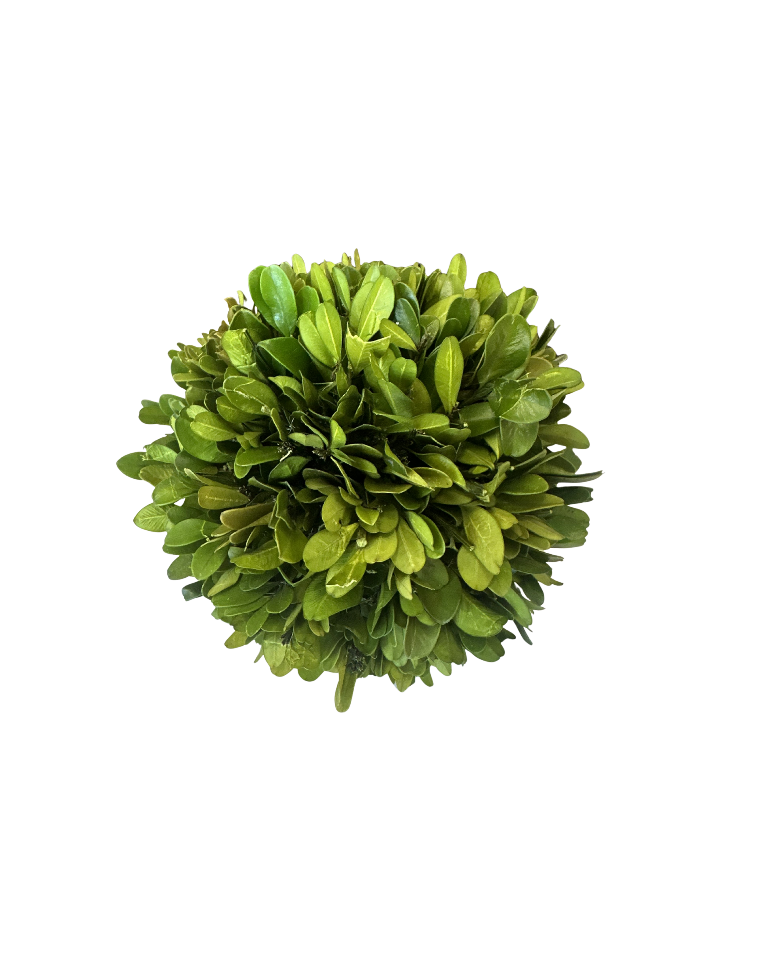 Round Live Boxwood - Small (2).png