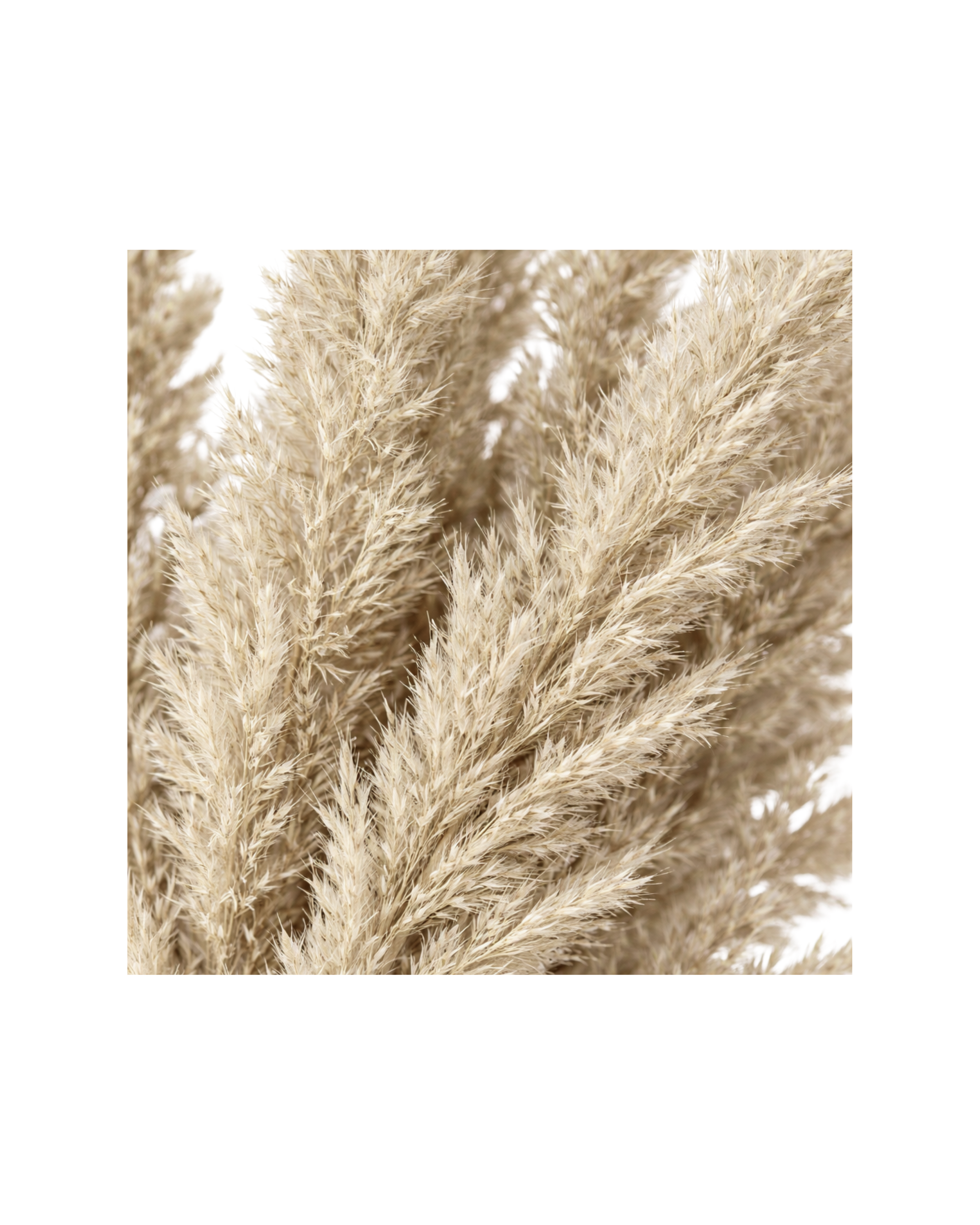 Tan Faux Pampas Grass – Short Firm Stem (2).png