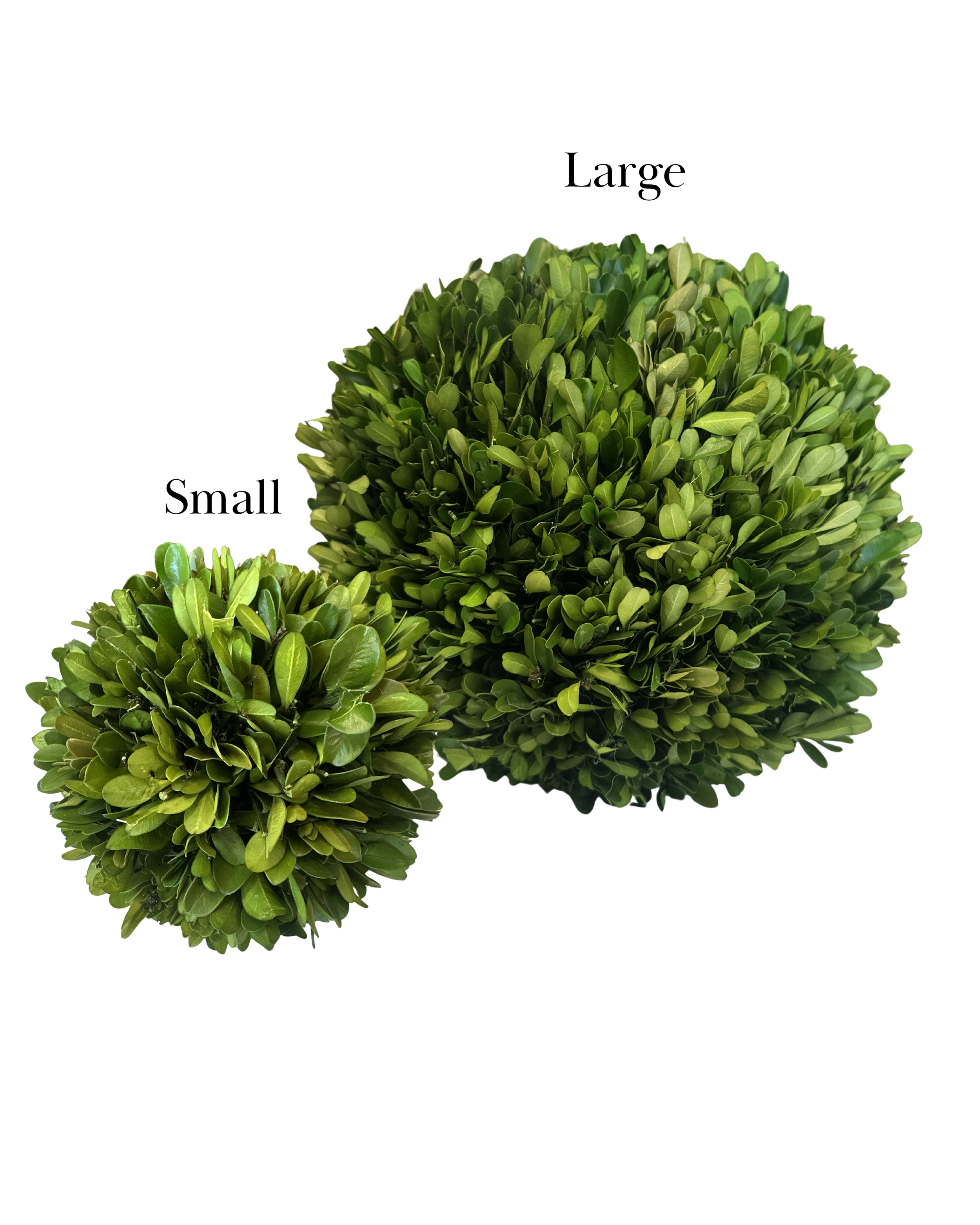 Round Live Boxwood - Large & Small.png