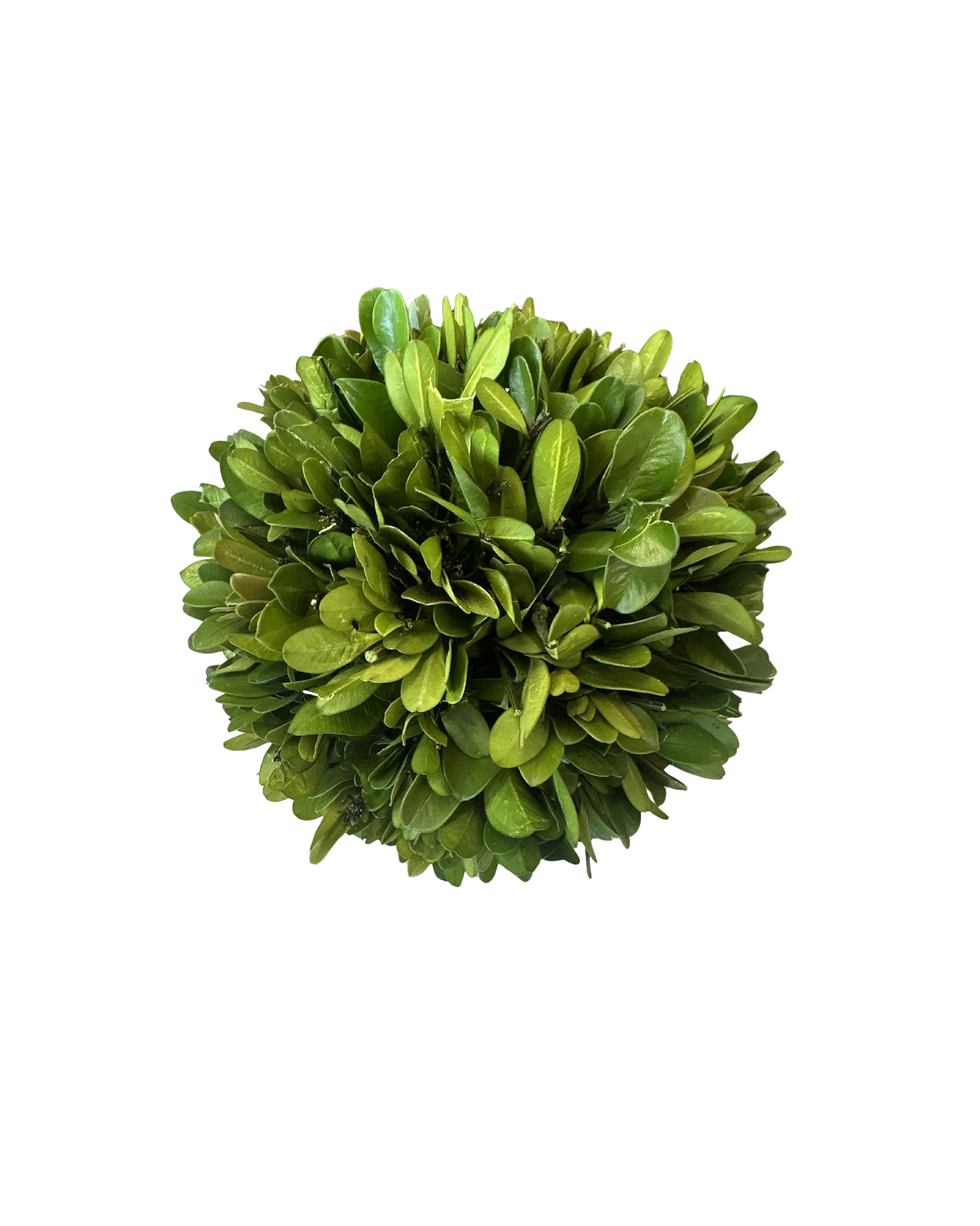 Round Live Boxwood | Small