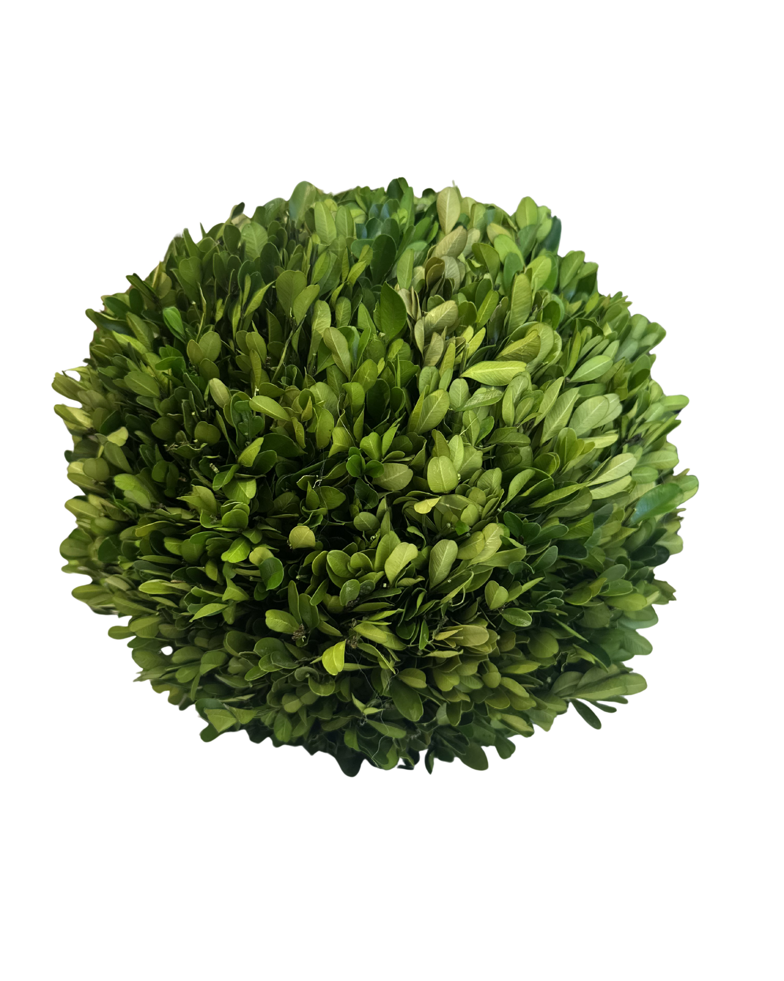 Round Live Boxwood - Large (2).png