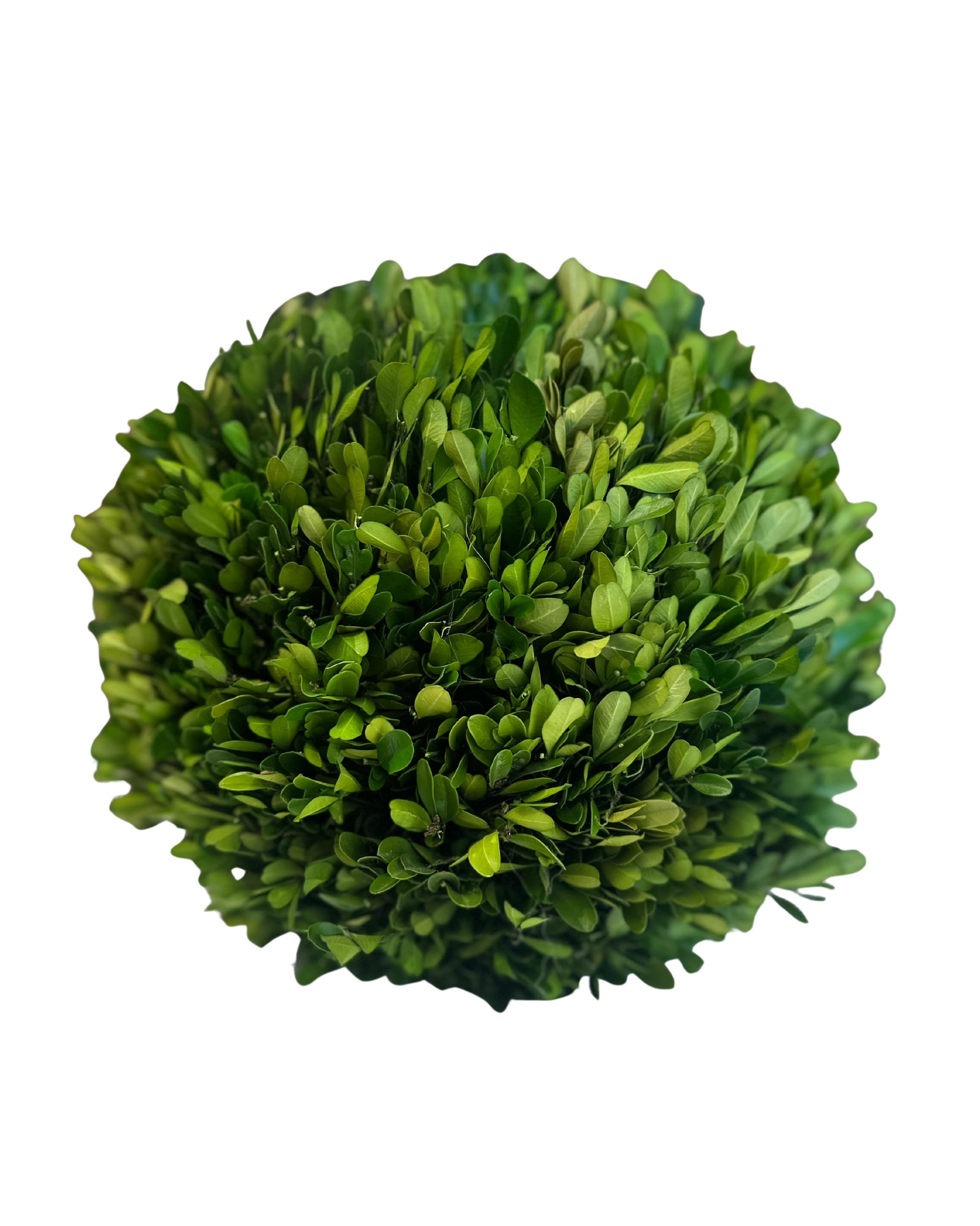 Round Live Boxwood - Large.png
