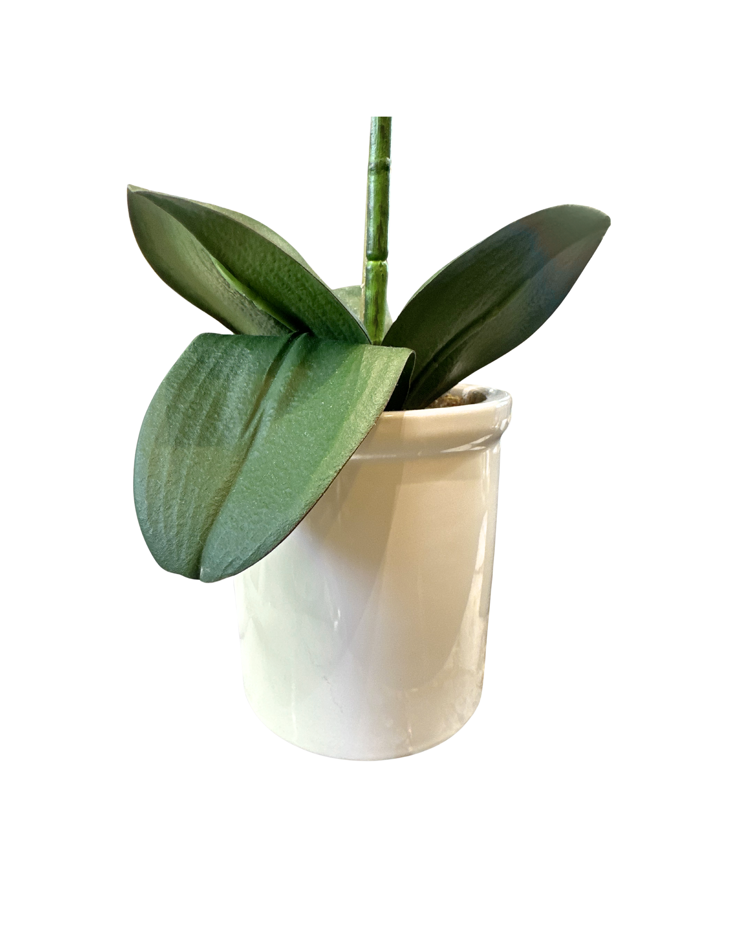 White Potted Faux Orchid - Medium (2).png