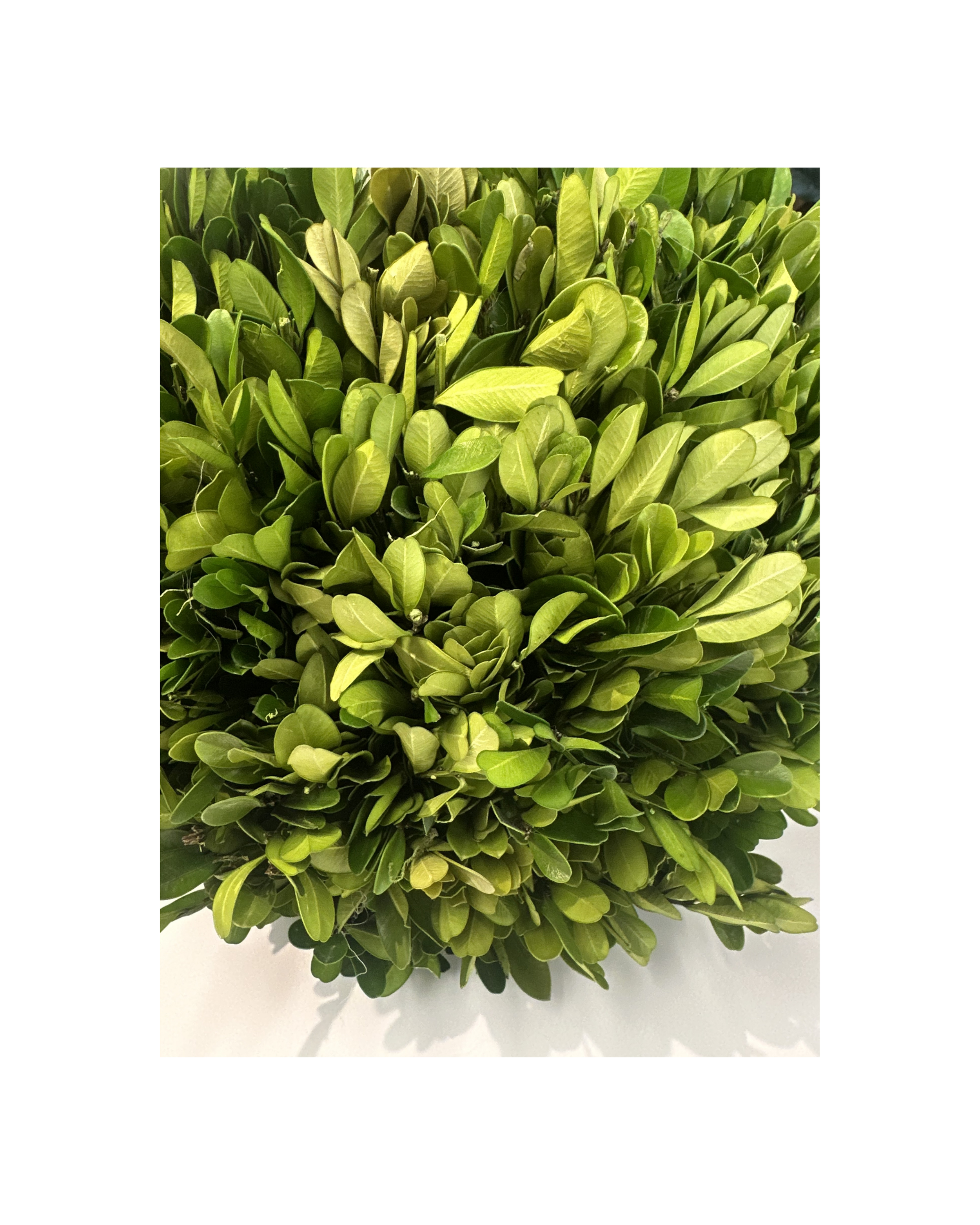 Round Live Boxwood - Large (3).png