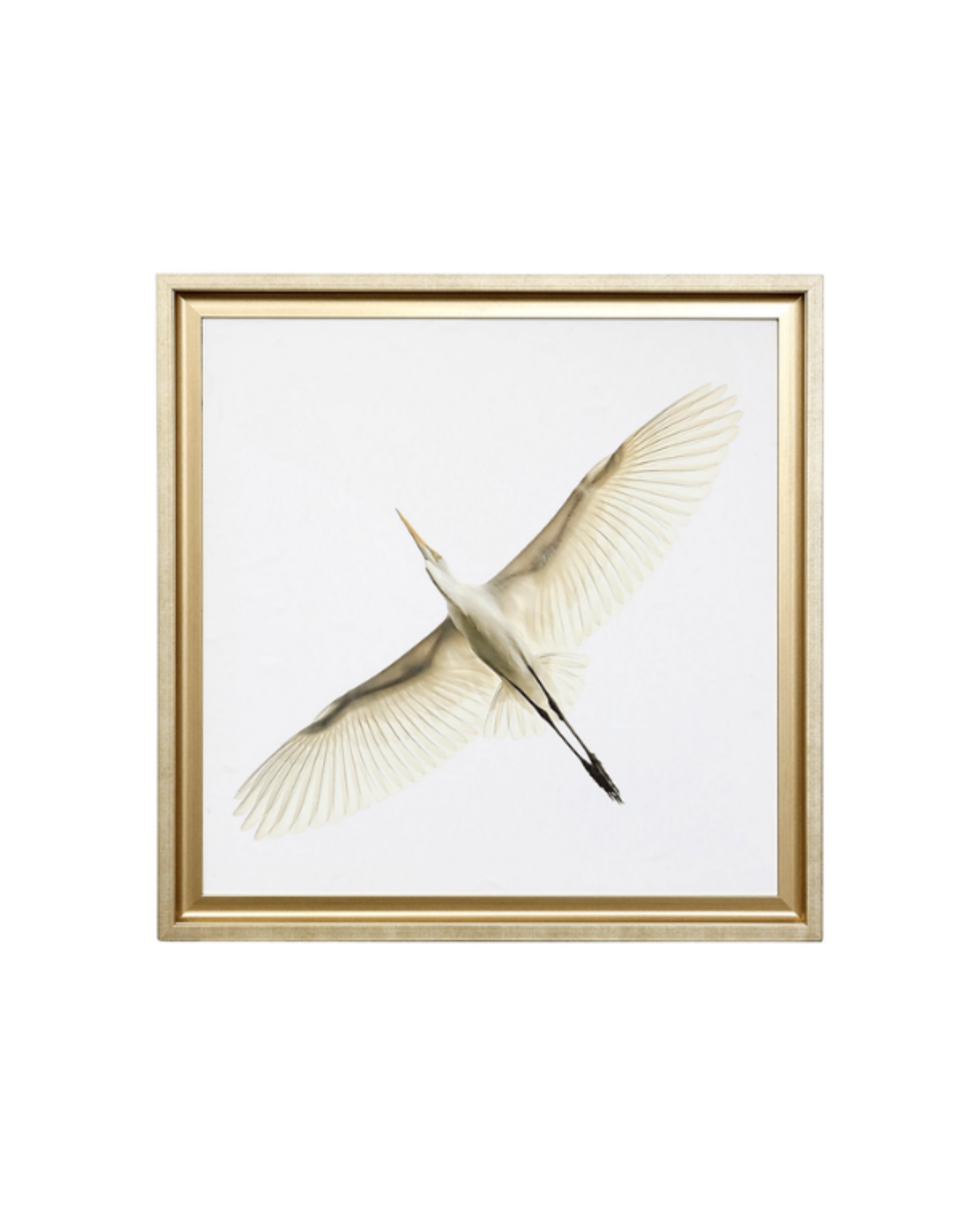 Heron Framed Print Under Glass