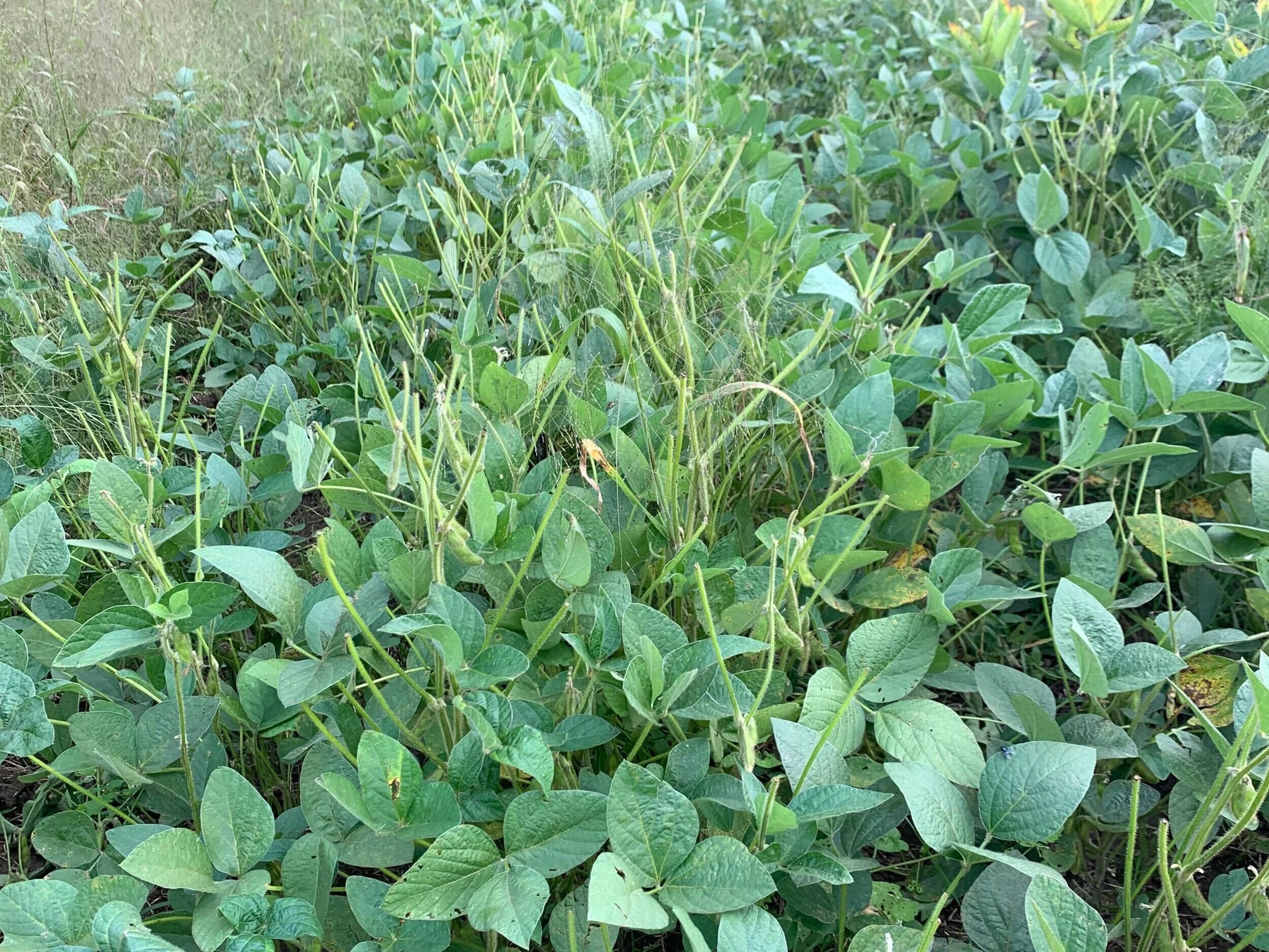 Two days after removing a dual-perimeter fence.