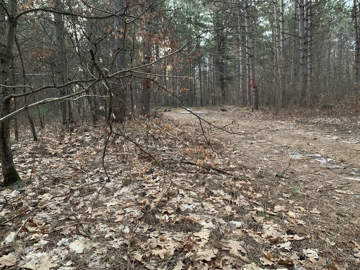 My decoy on the right, the expired tom to the left. This was my view after taking my shot.