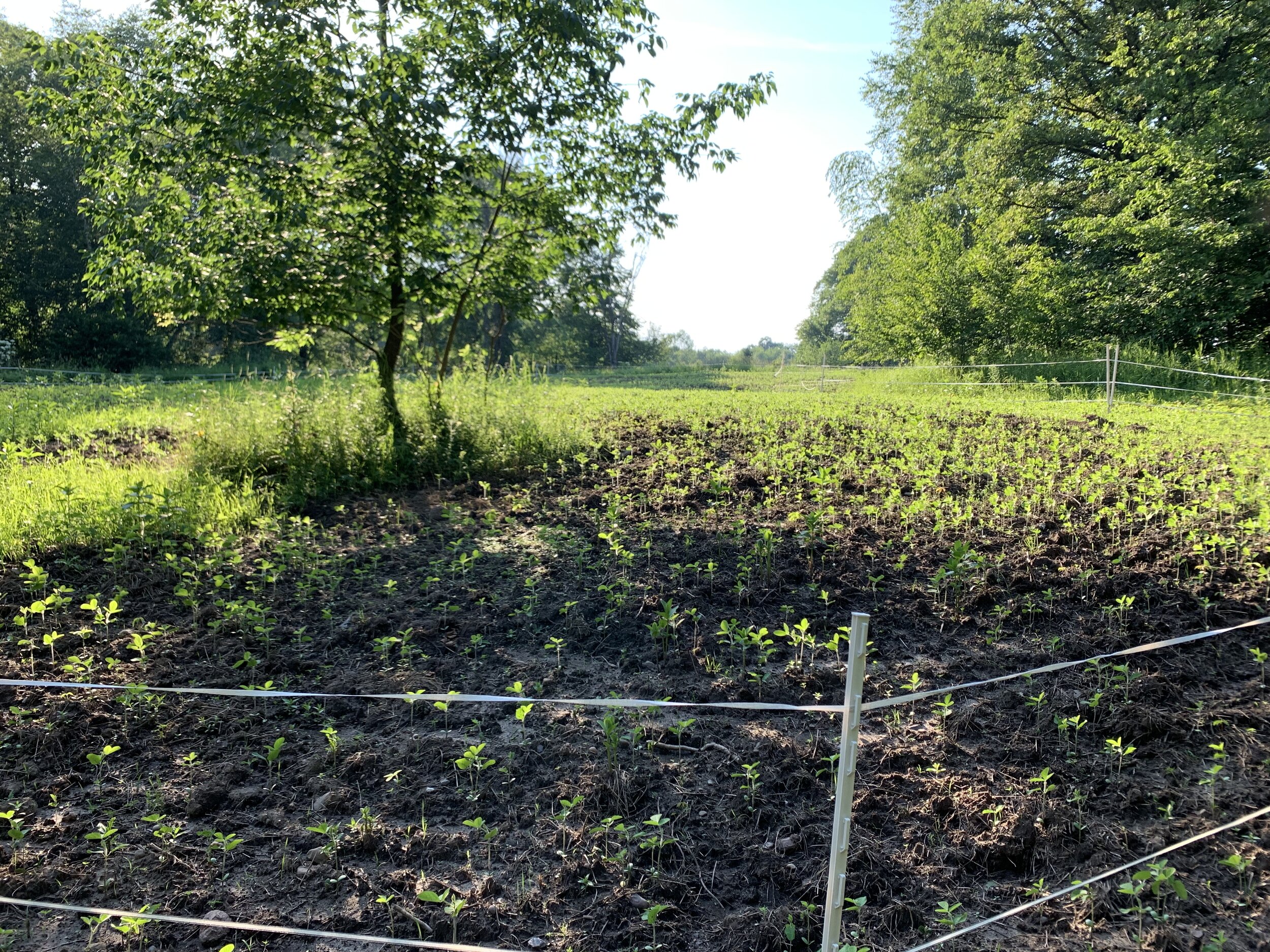 Eagle Seed Forage Soybeans 1 month growth