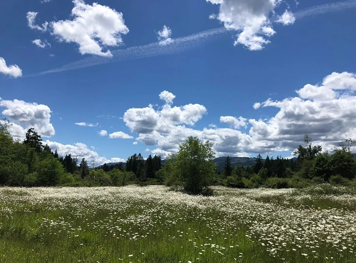 Field full of daisies - throw back to spring time 🌼