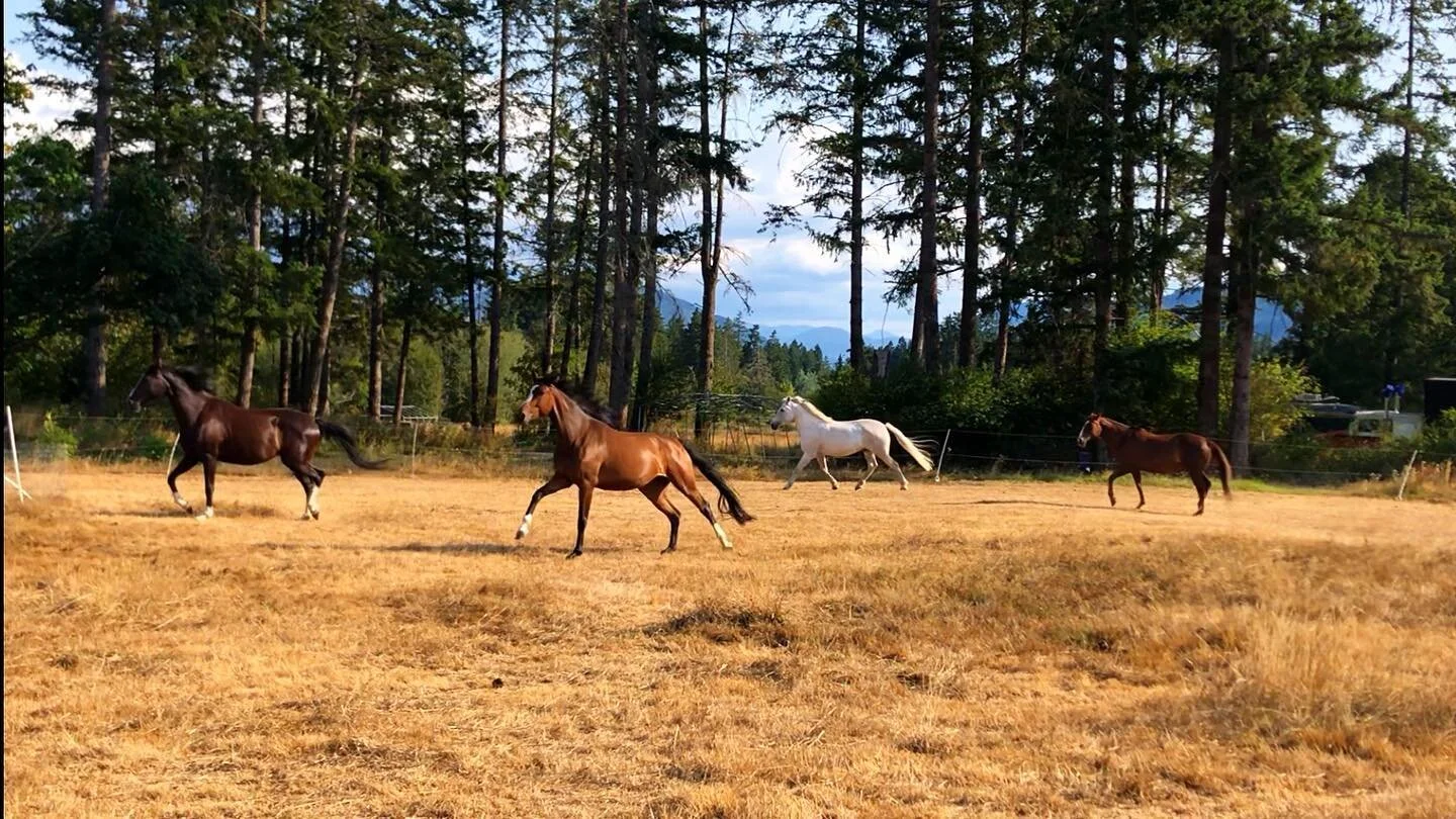 They spoke, we listened, so a new herd came together over the weekend ❤️✨
.
.
.
.
#herddynamics #listenwithyourheart #nonverbalcommunication #togetherness #beingwith #thesatorisanctuary