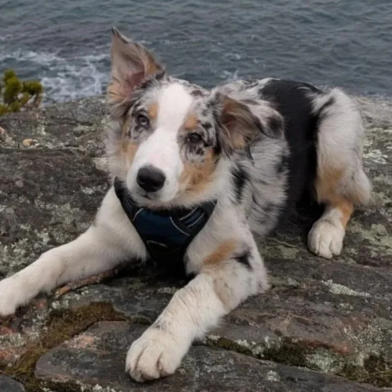 A cute Australian Shepherd puppy lying down on rocks near the water, wearing a dark harness.