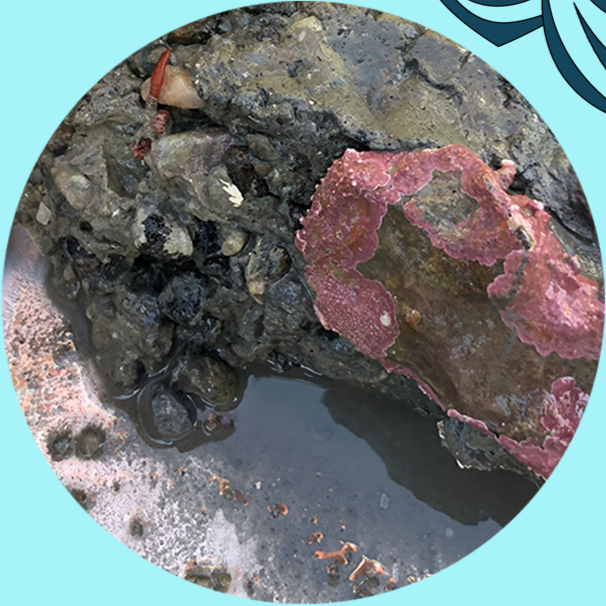 Close-up of rocks, seaweed, and small marine creatures on a rocky shoreline with tide pool water.