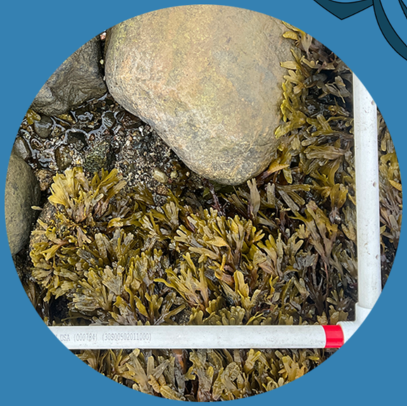 Seaweed clinging to rocks in the tide pool with a measuring stick nearby