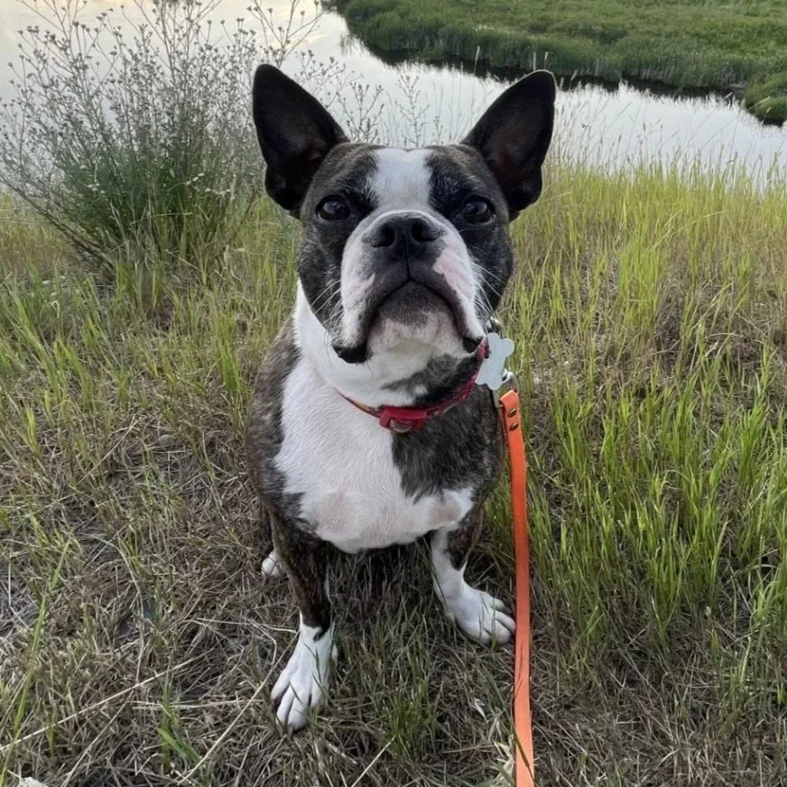 A Boston Bulldog sitting on grass near a waterway with tall grass and bushes in the background, wearing a red collar and leash.
