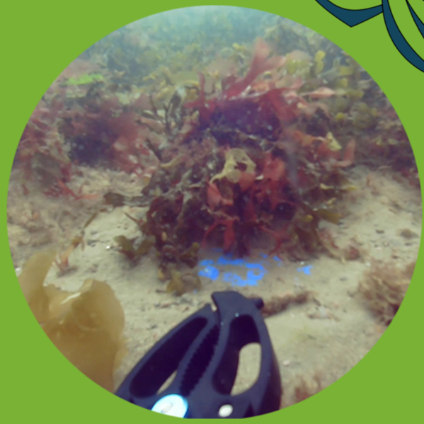 Underwater scene showing coral and marine plants with diving fins in the foreground.