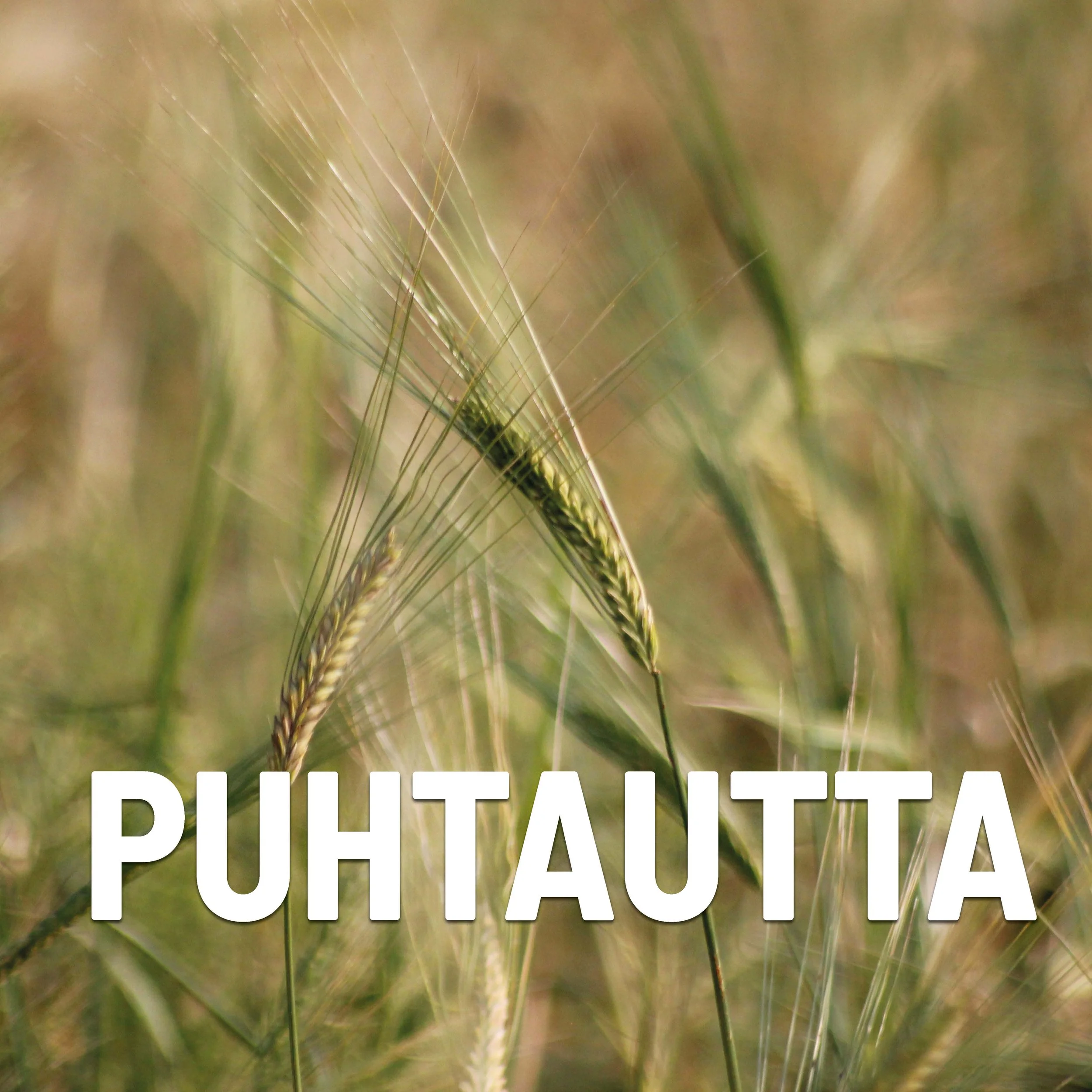 Puhtautta