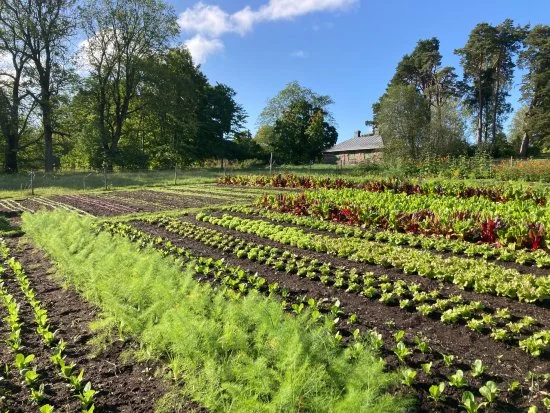 Muoviton rikantorjunta puutarhatuotannossa