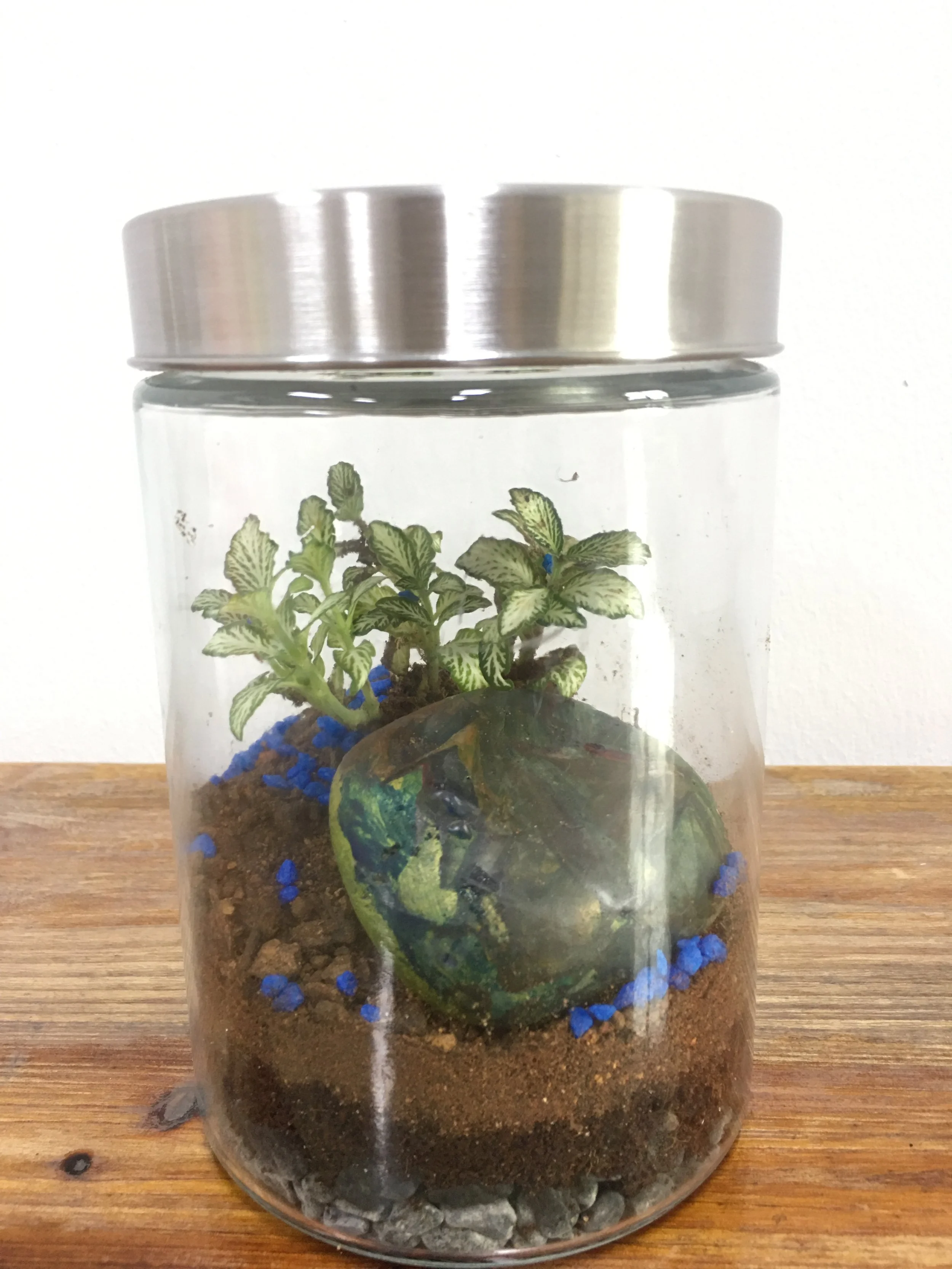 Terrarium3.JPG