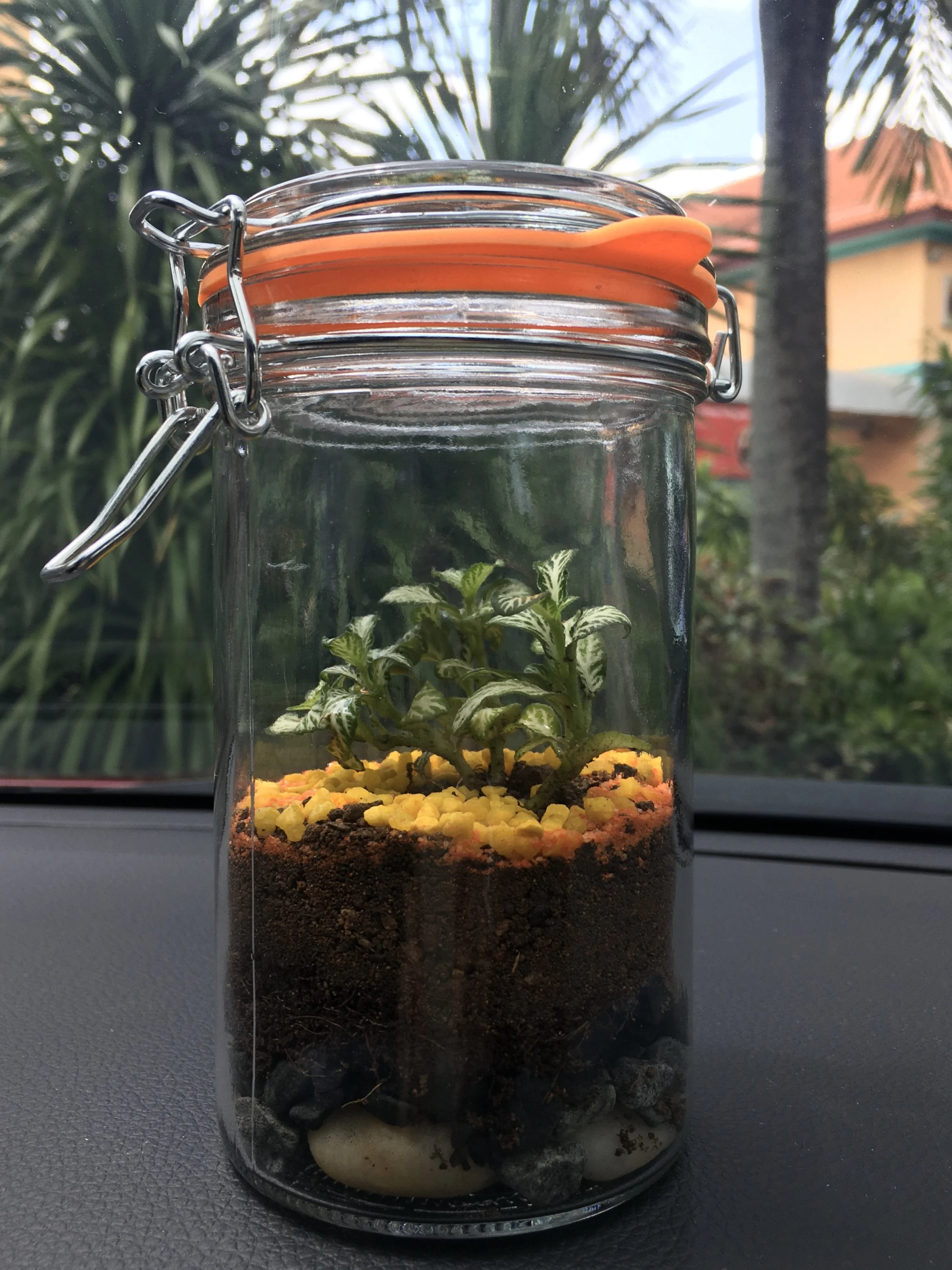 Terrarium2.JPG