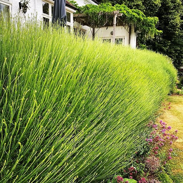 Now that is a #lavender #hedge 
#memyspadeandigardens #garden #gardenmaintenance #landscapegardening #landscapersofinstagram #landscaping #gardendesign #landscapedesign #pic #picoftheday #photography