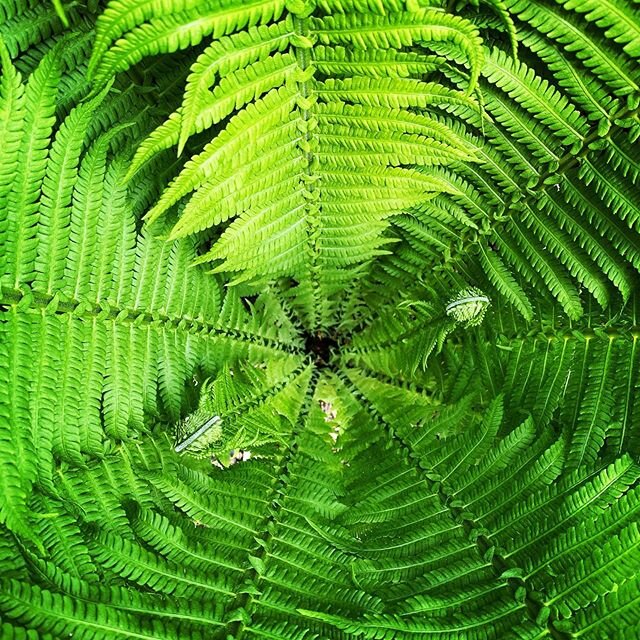 #shuttlecockfern #plants #planting #shadyplants #garden #gardening #landscapegardening #gardenmaintenance #landscape #landscapedesign #landscapephotography #pic #pictureoftheday #photography #photo #photography #gardensofinstagram #picofinstagram #ox