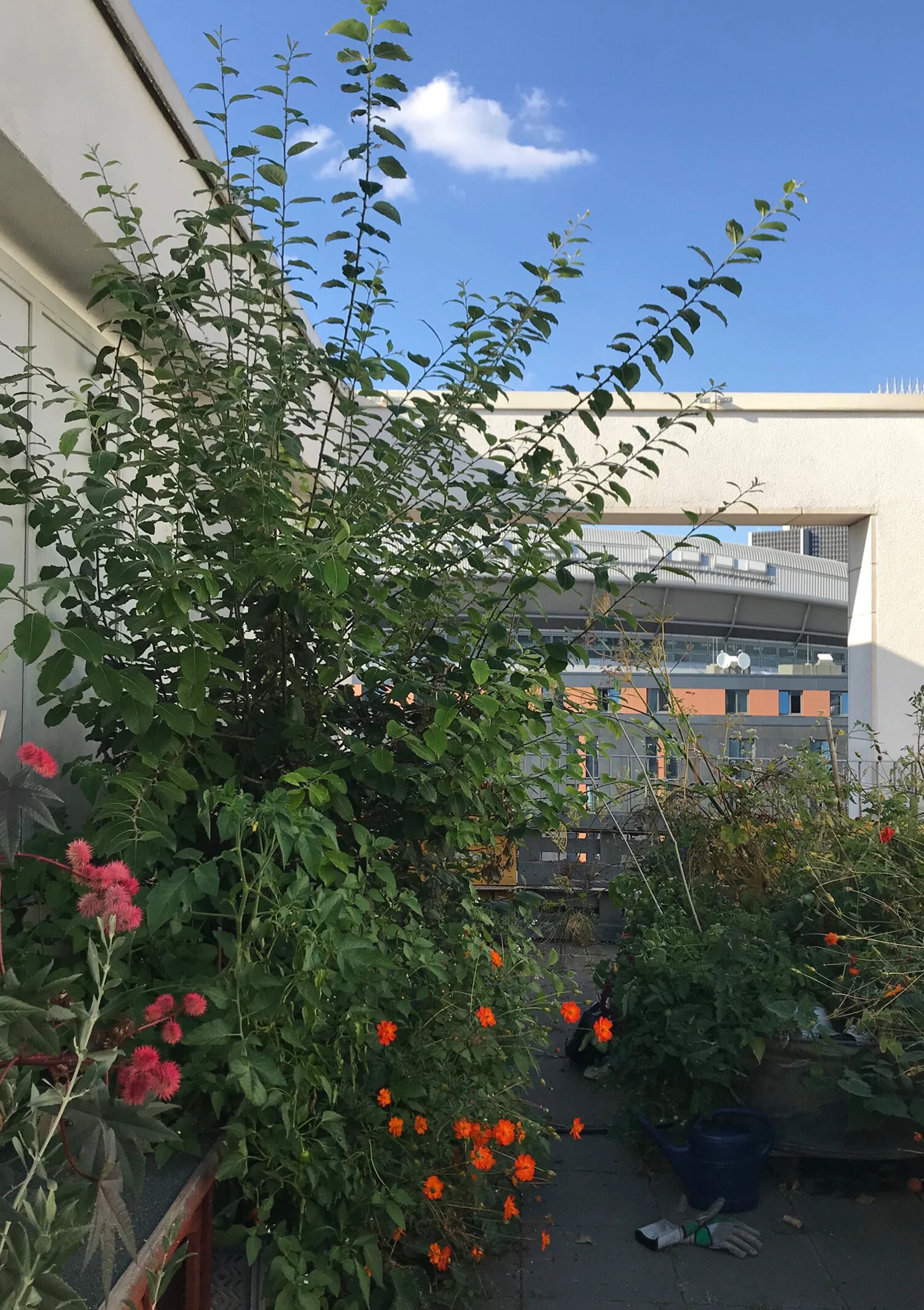 Ediths Dachterrasse