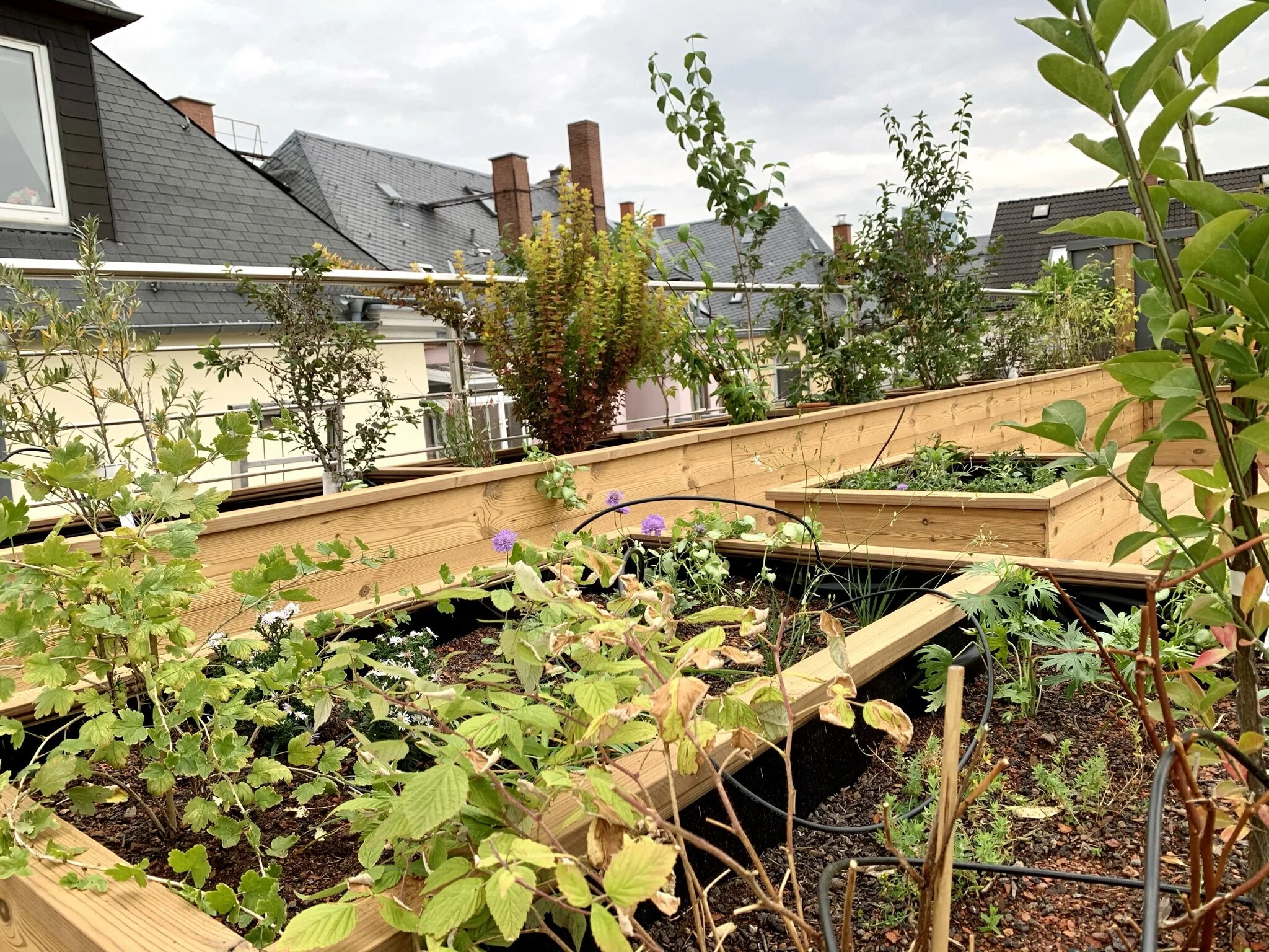 Dachgarten Sachsenhausen