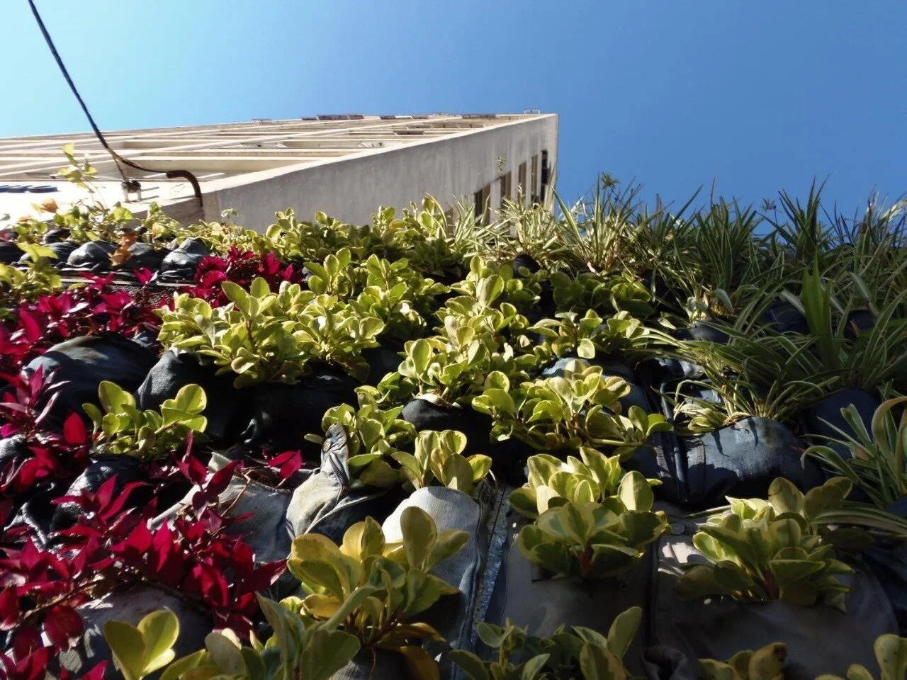 JarJeans + floresta urbana