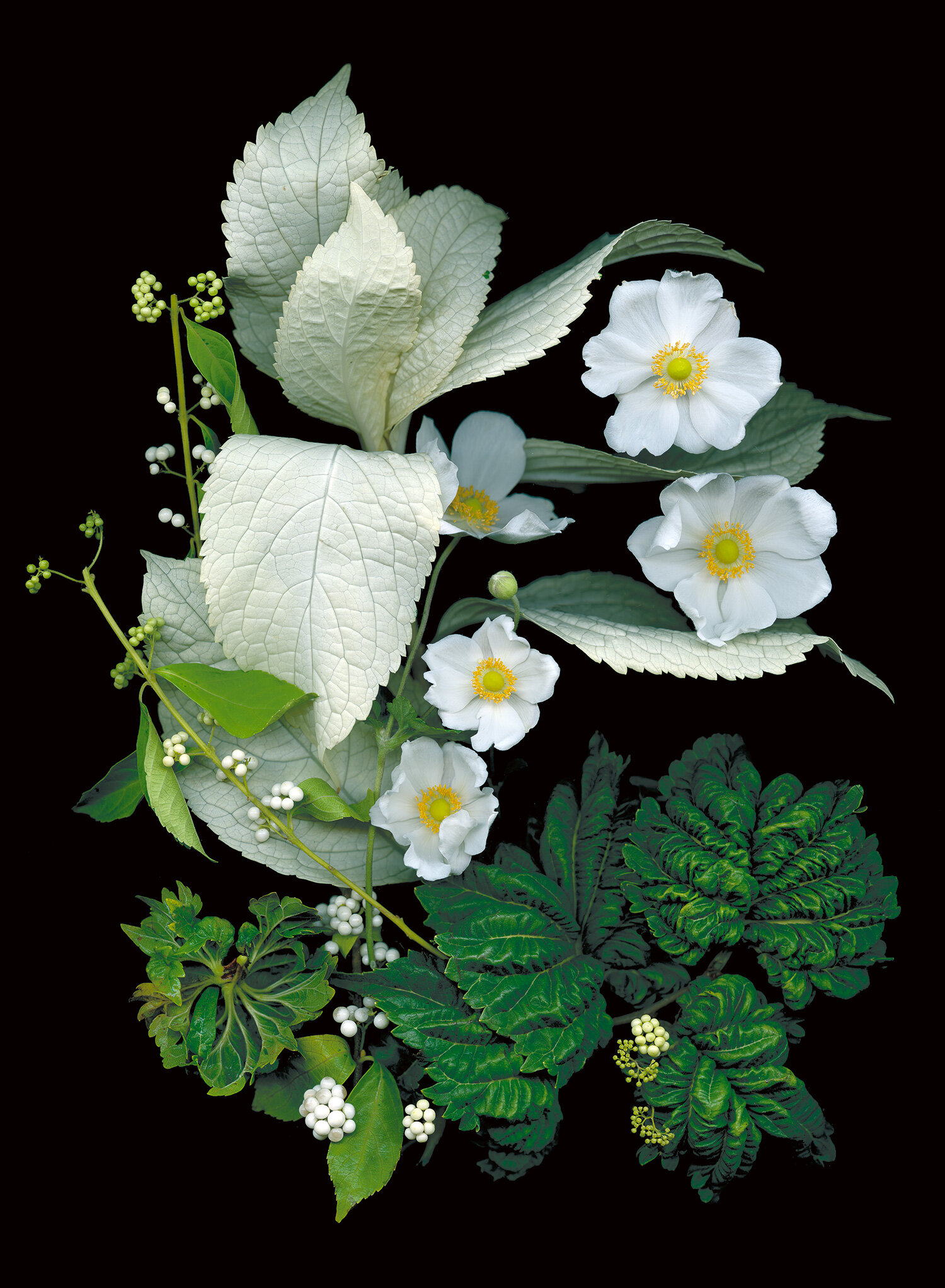 white-hydrangea-leaves-white-beauty-berries-fluffy-leaves.jpg