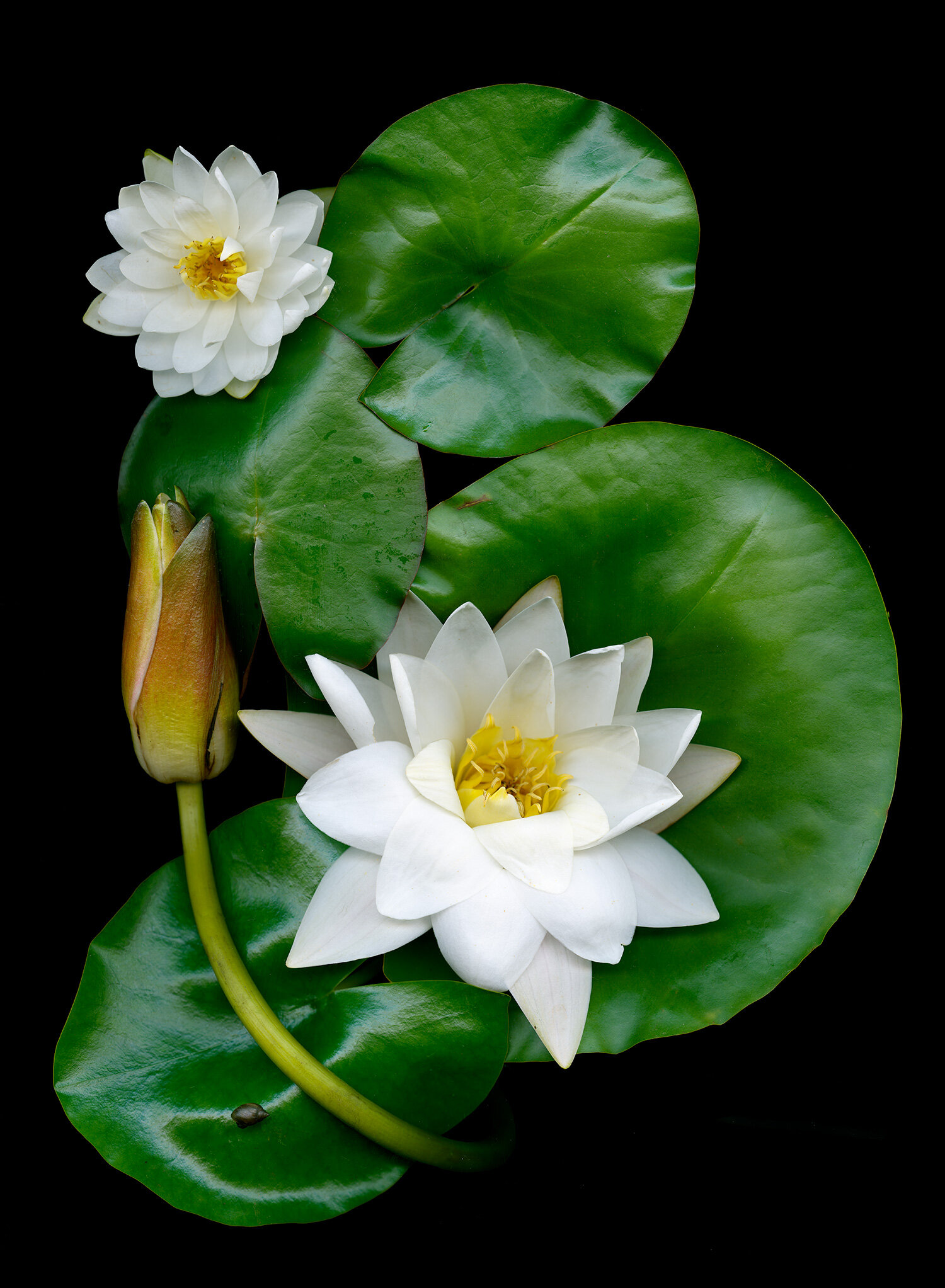 nymphaea_big_one_odorata_small_candida-snail.jpg