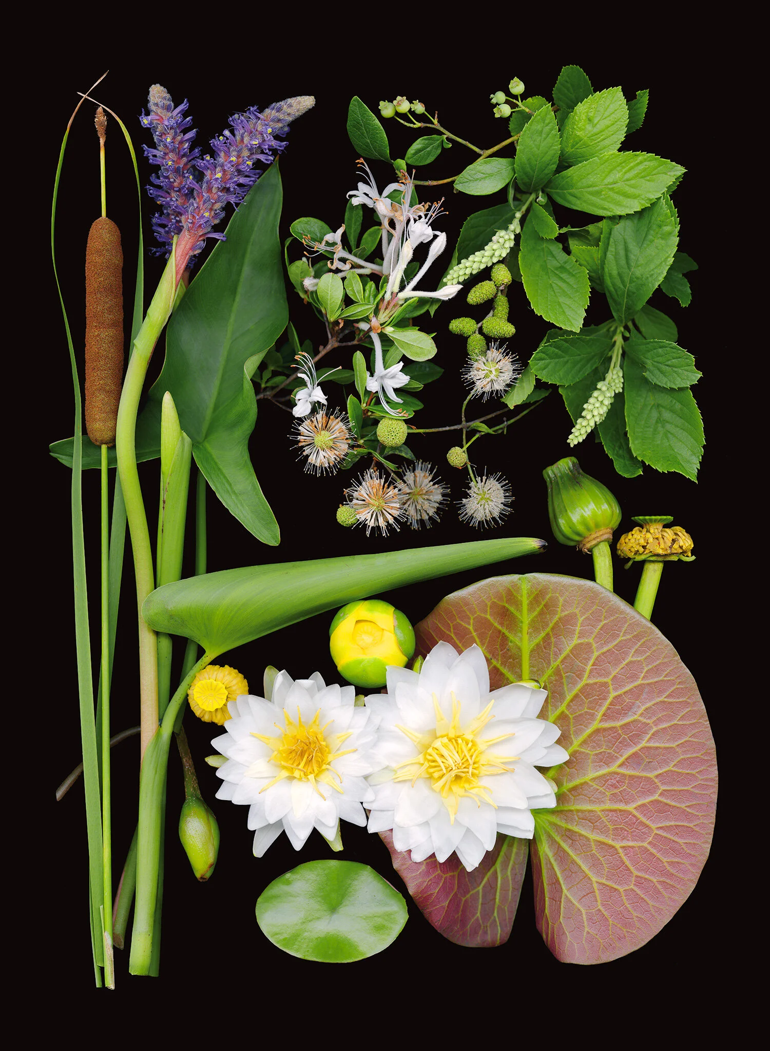 natural-env-wetland.jpg
