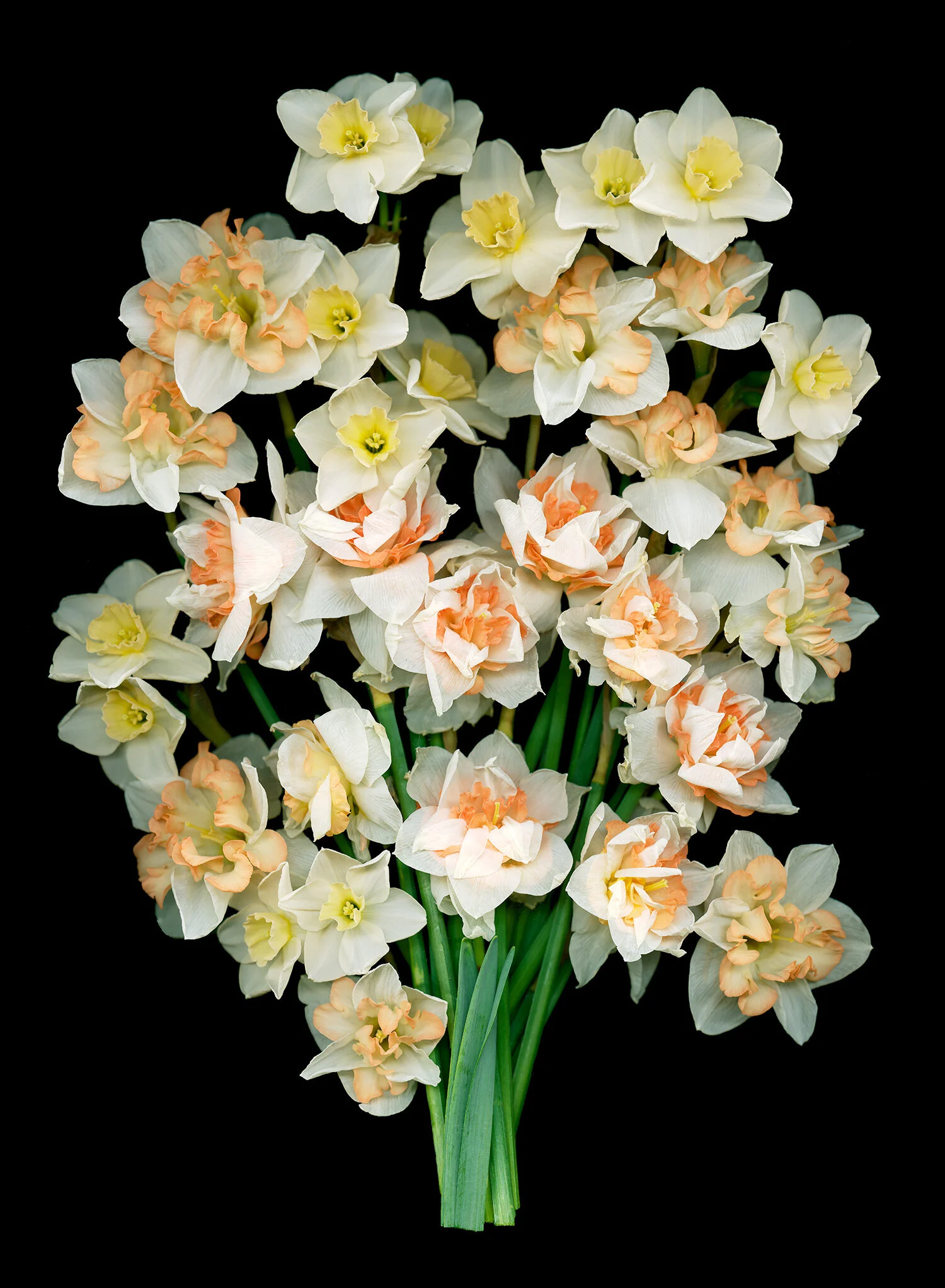 daffodil bouquet