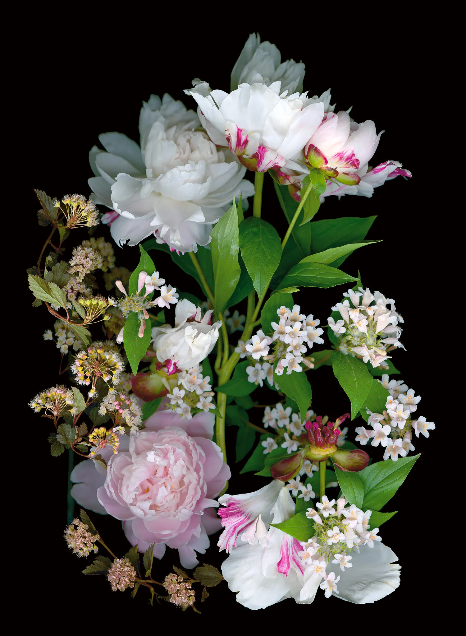Peonies Beauty Bush