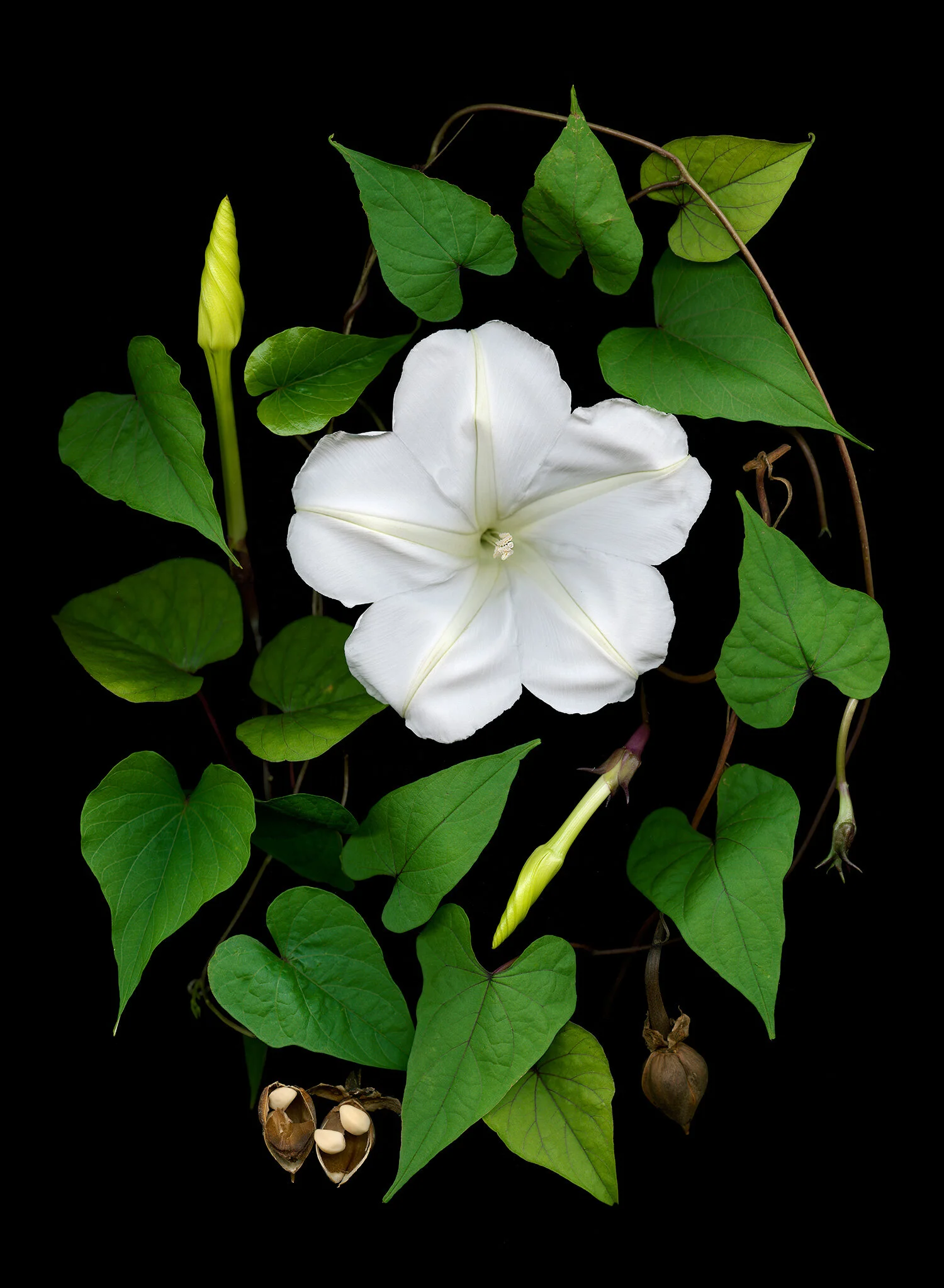 Moonflower Ipomea alba