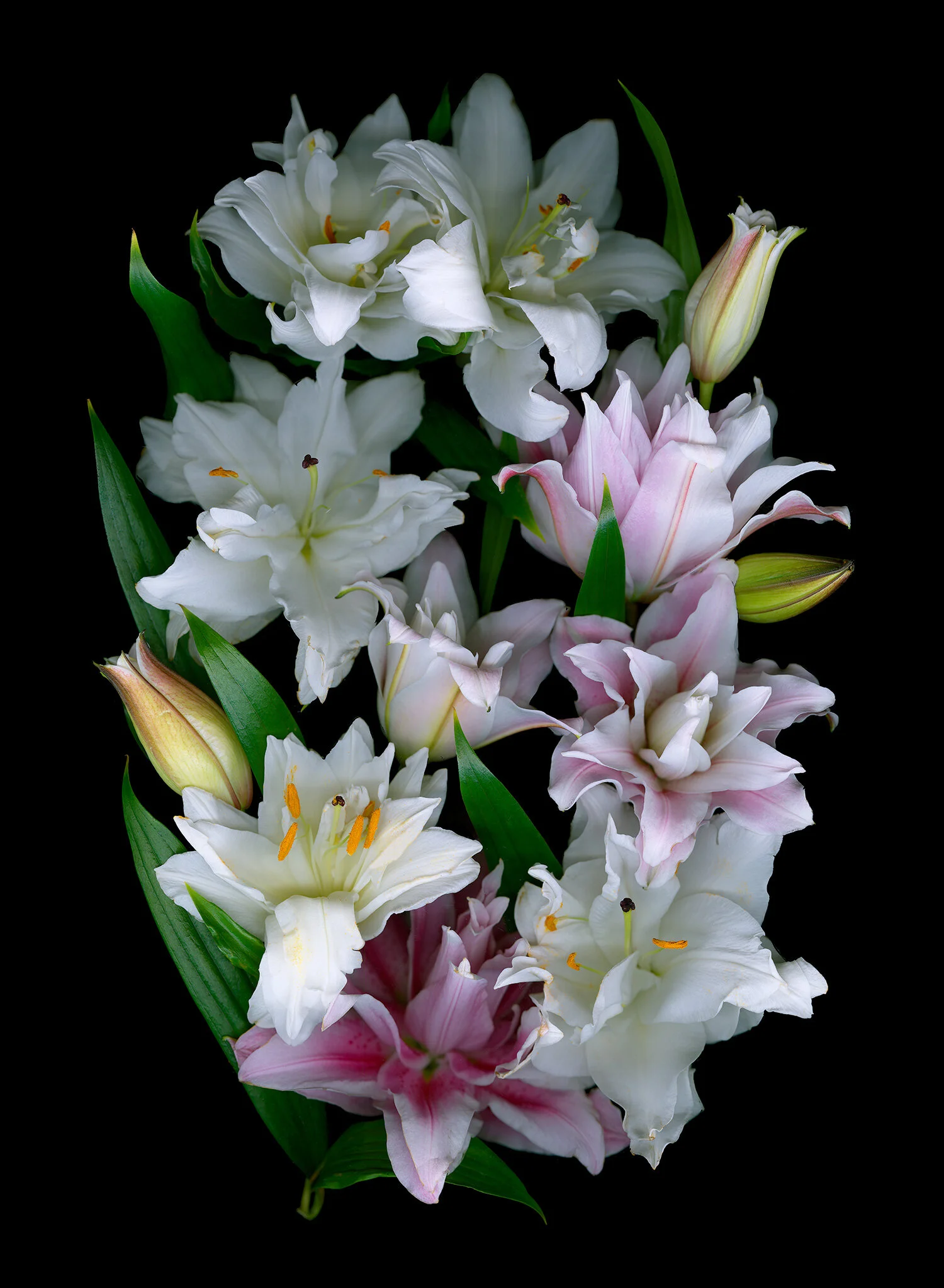 hoverkamp-white-roselily-carolina-oriental-pink-roselily-natalya-oriental.jpg