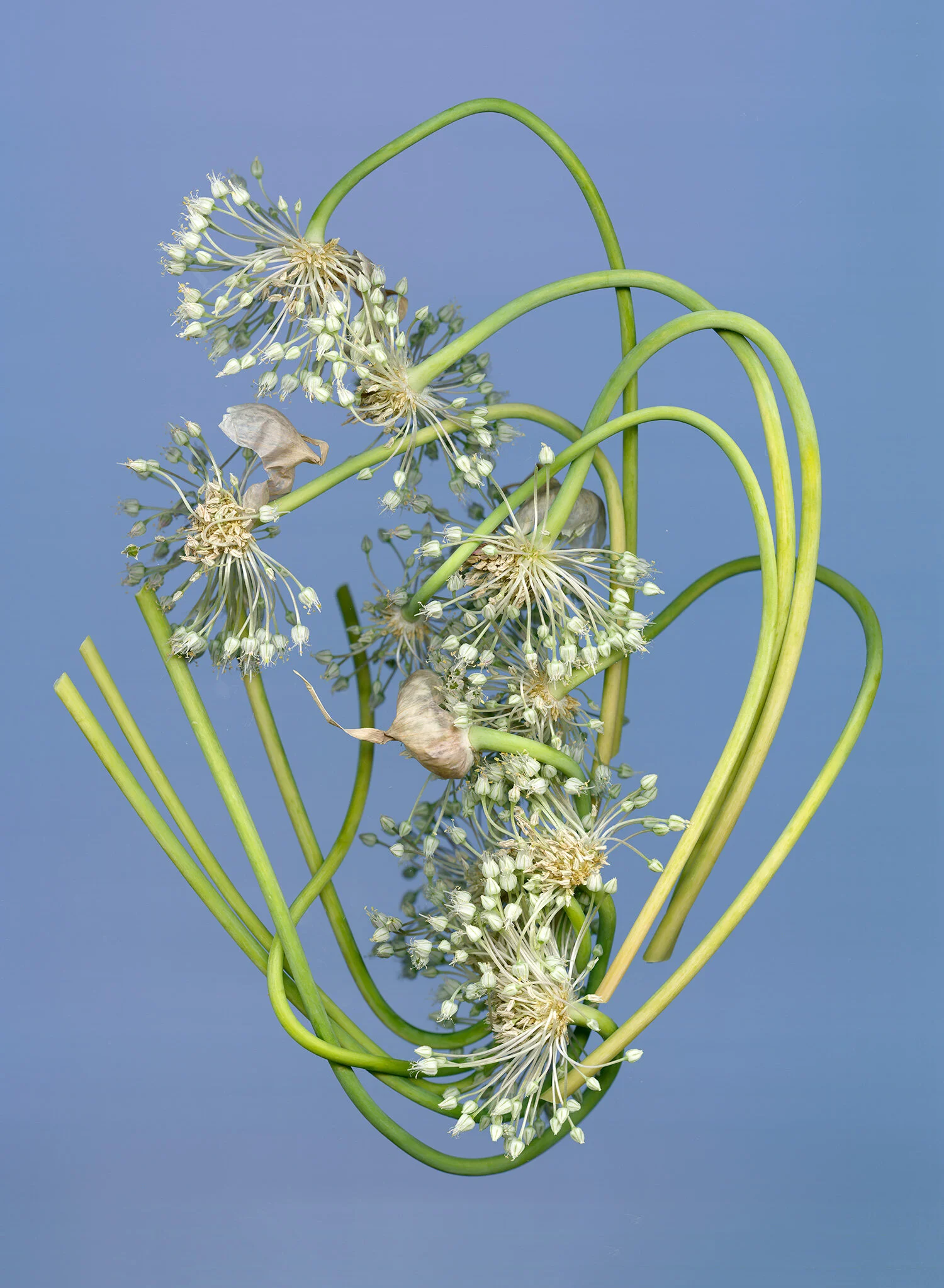 Garlic Scapes