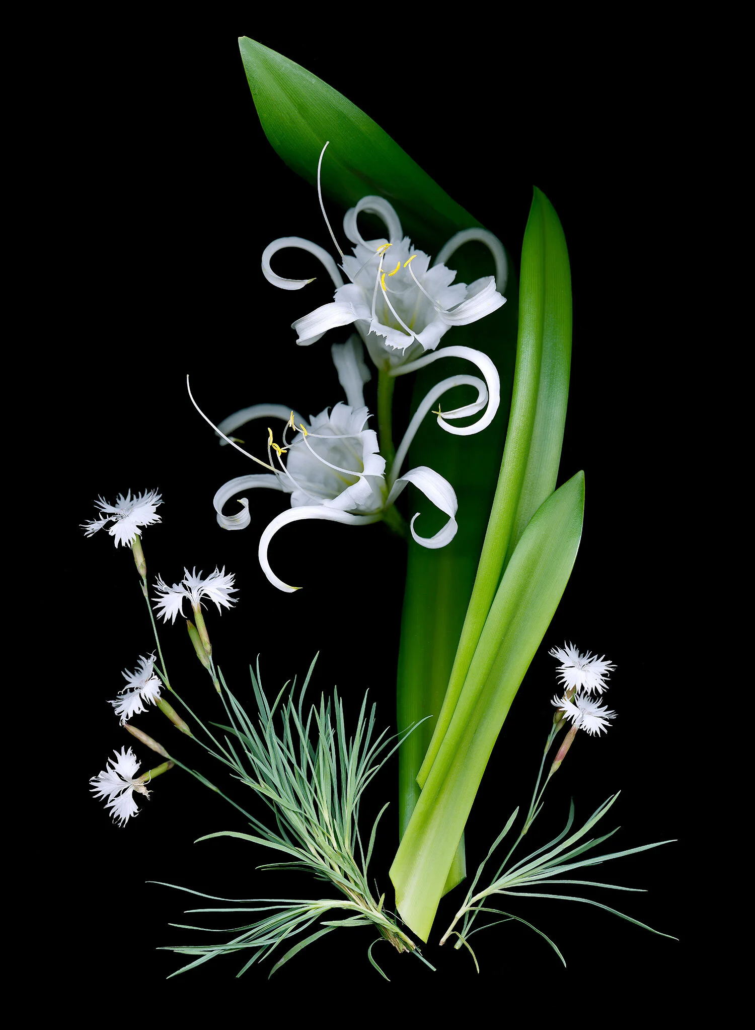 Botanical Photograph Peruvian Daffodils